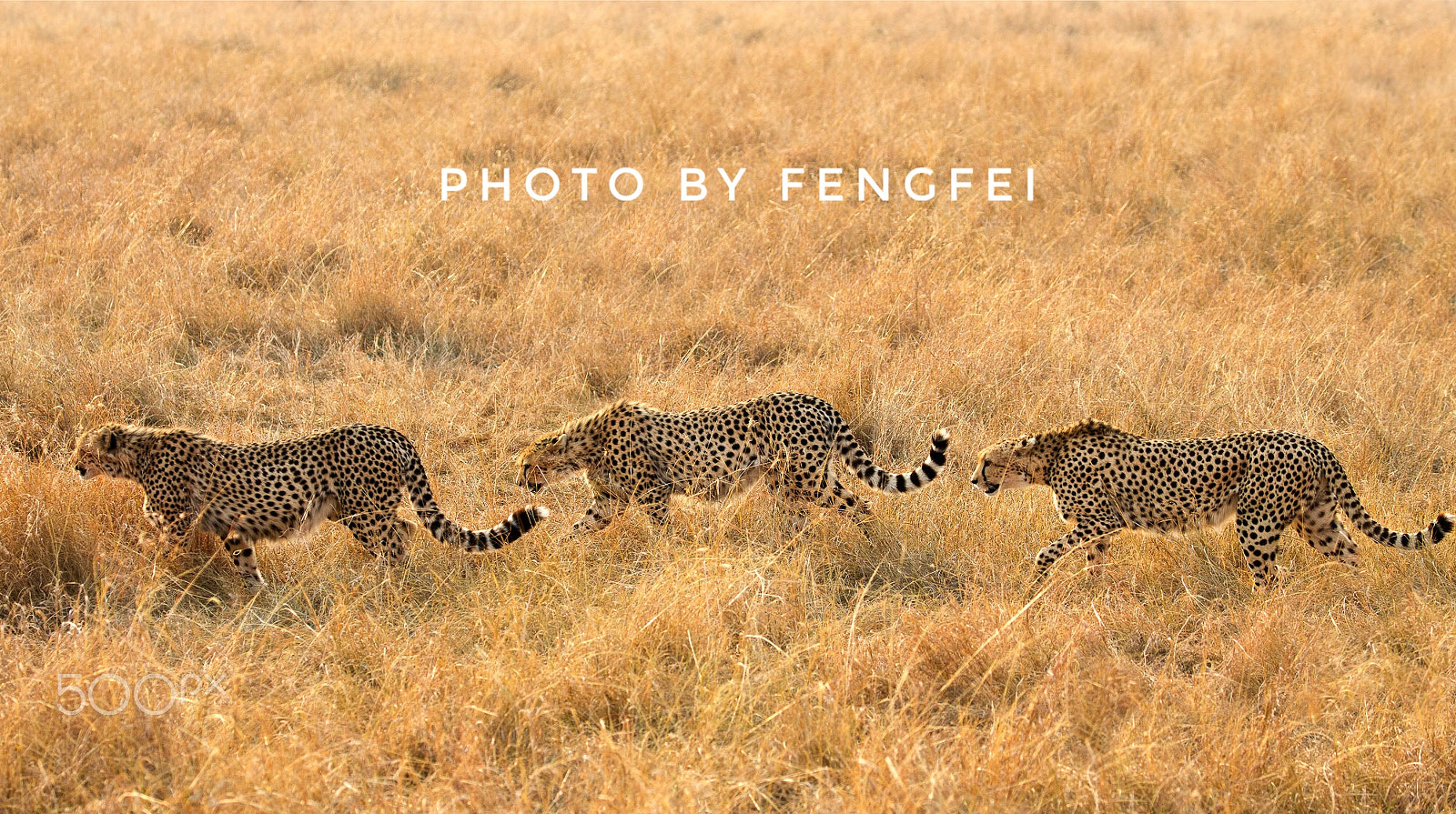 Canon EOS-1D X sample photo. Fashion of the cheetah photography