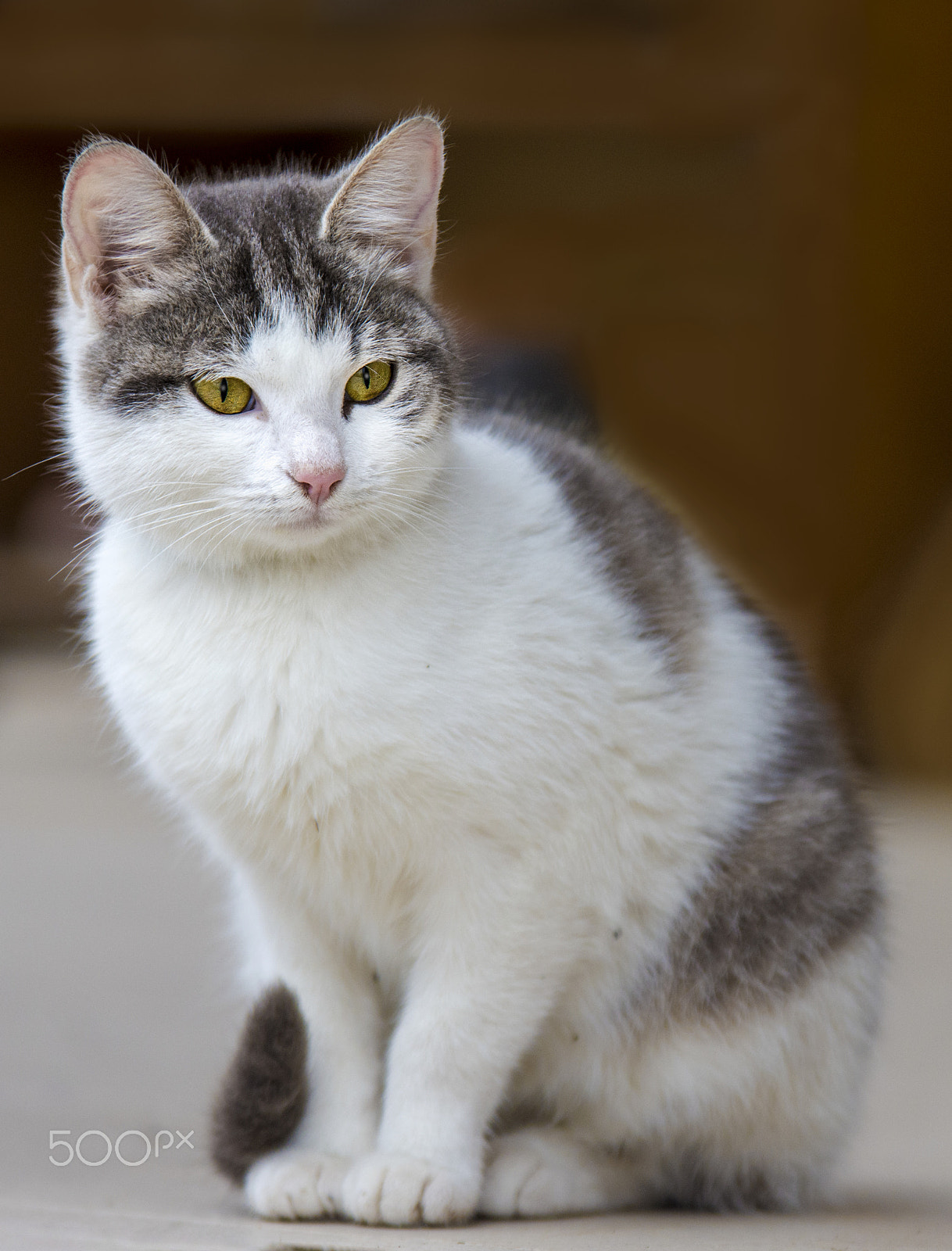 Sigma 70-200mm F2.8 EX DG OS HSM sample photo. My cat photography