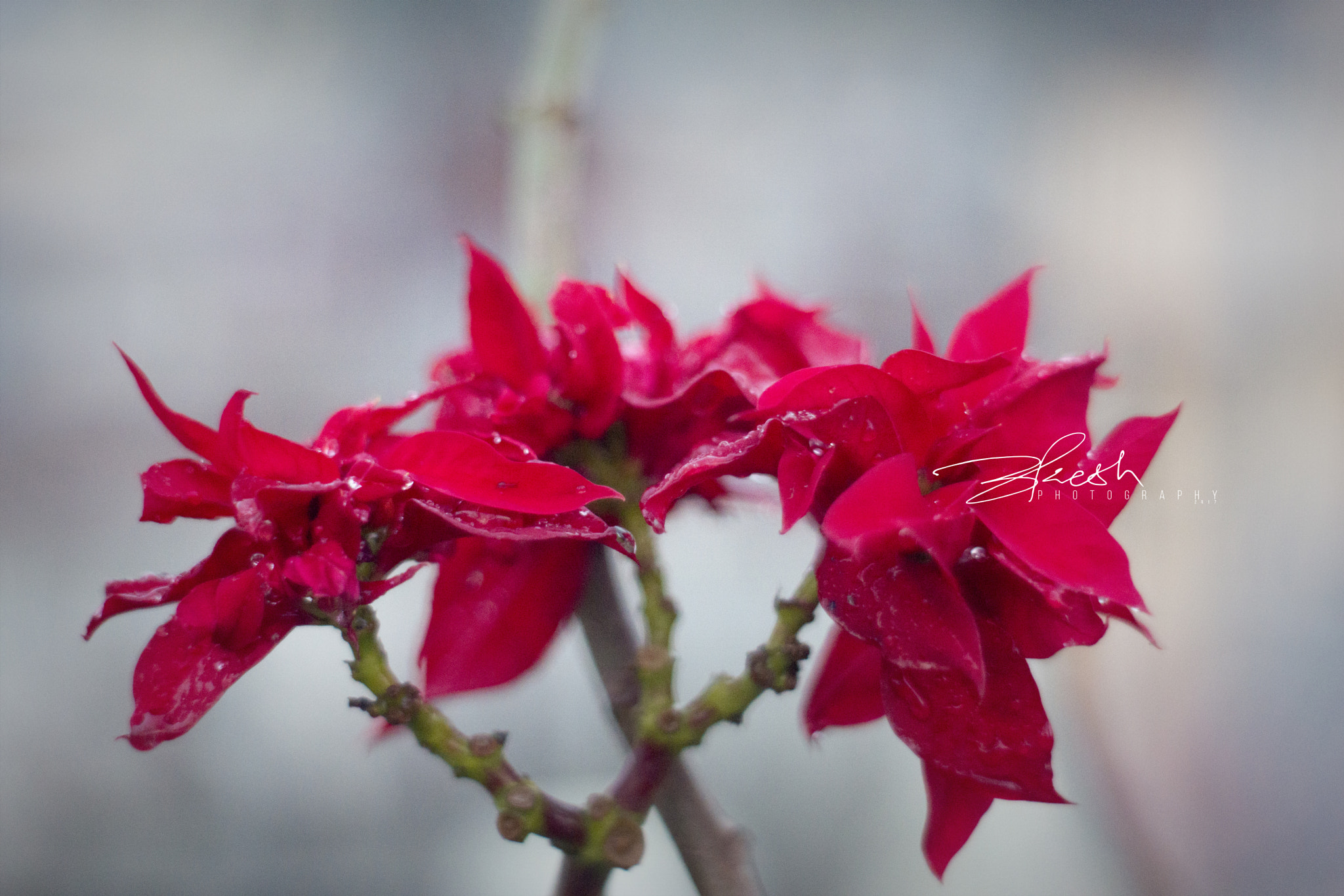 Minolta AF 50mm F1.7 sample photo. Poinsettia photography