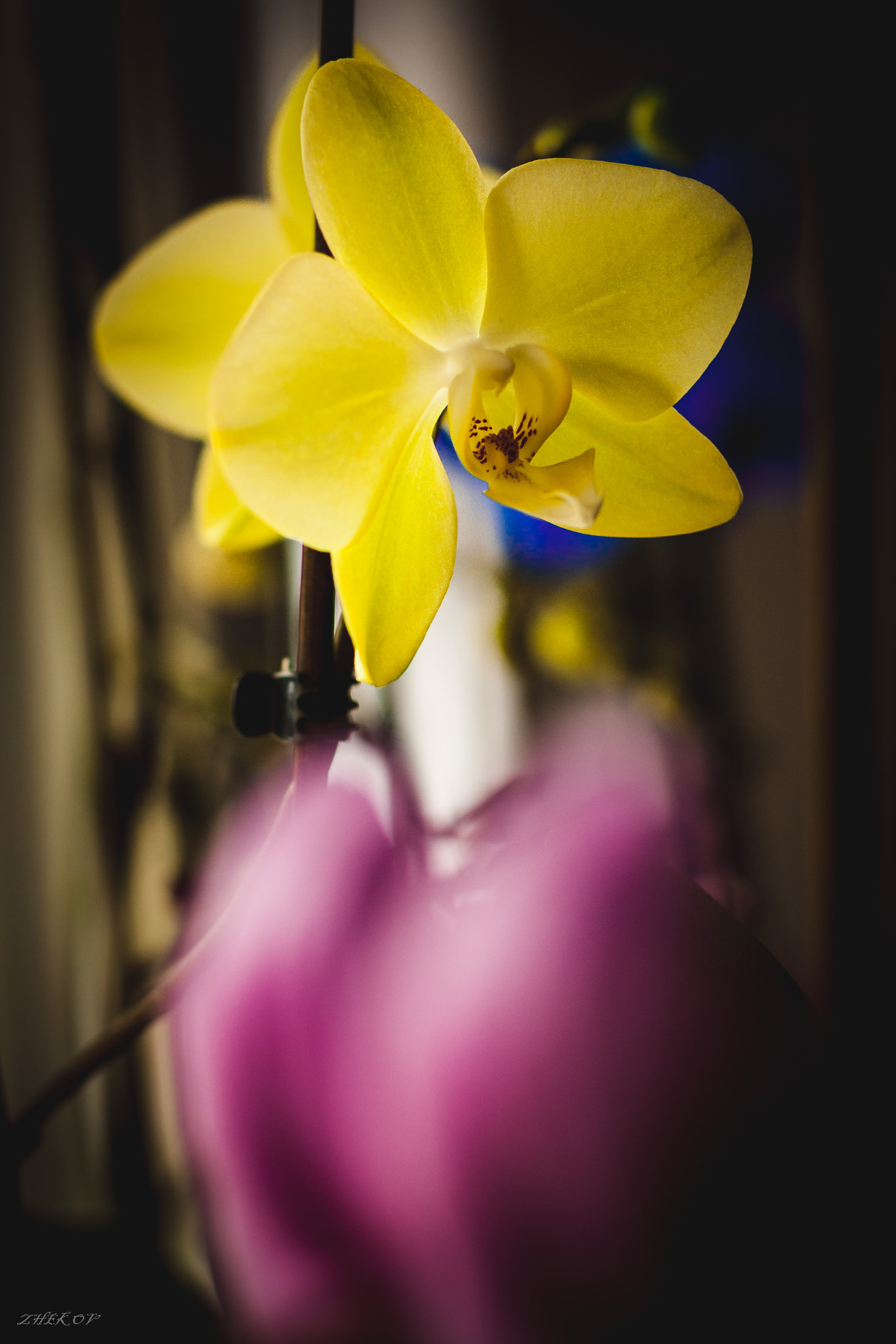 Canon EOS 1000D (EOS Digital Rebel XS / EOS Kiss F) + Canon EF 50mm F1.4 USM sample photo. Yellow orchid  photography