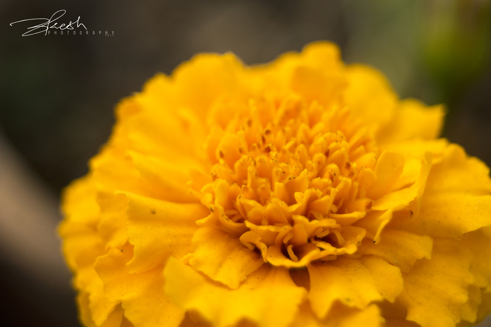 Sony SLT-A77 sample photo. Marigold photography