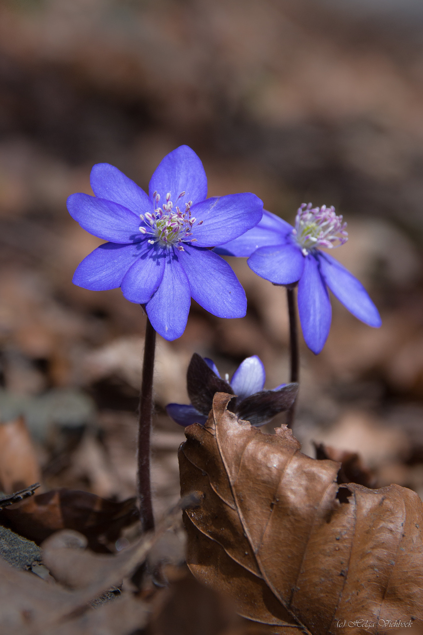 Canon EOS 700D (EOS Rebel T5i / EOS Kiss X7i) sample photo. Leberblümchen photography