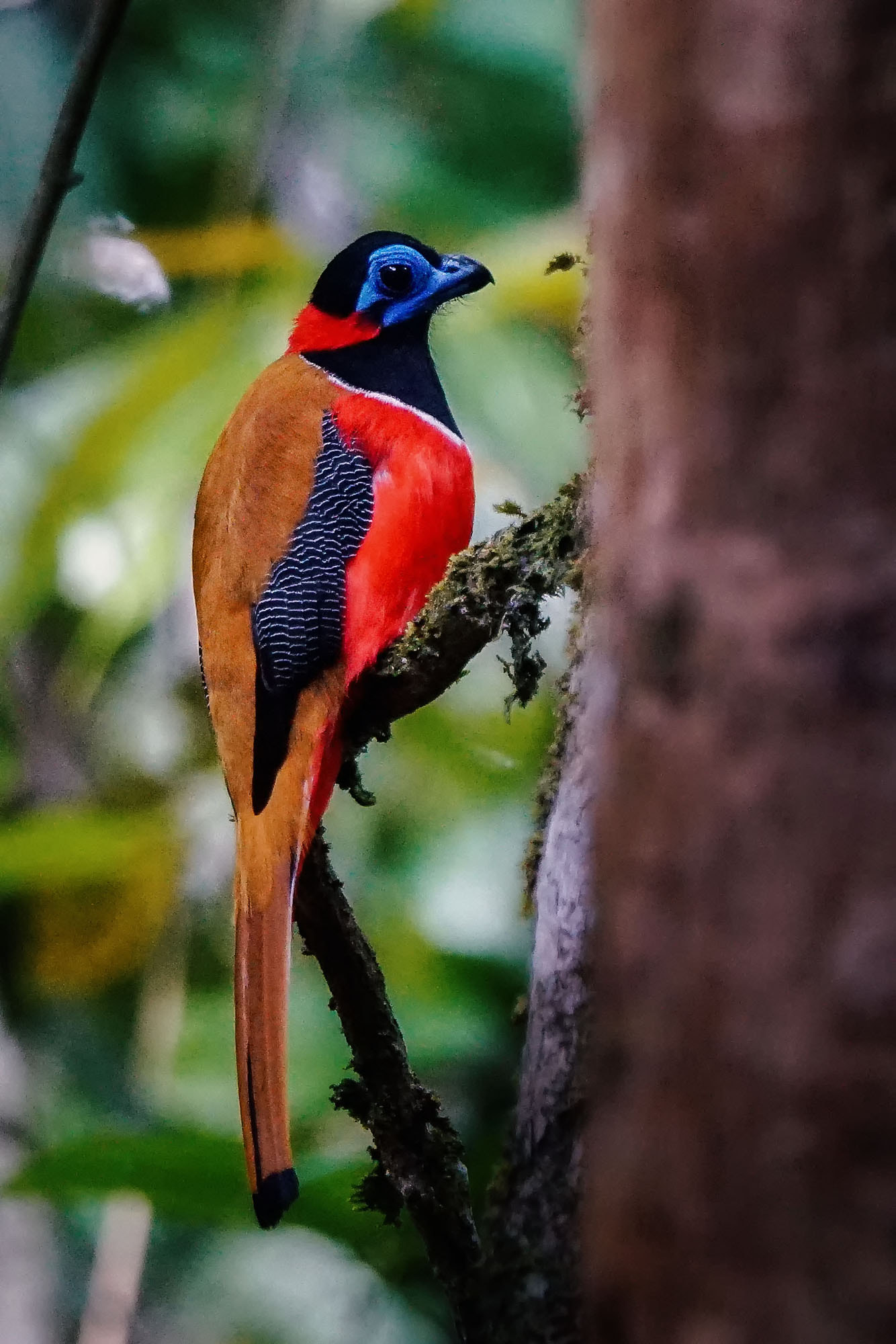 Sony ILCA-77M2 sample photo. Red-naped trogon photography