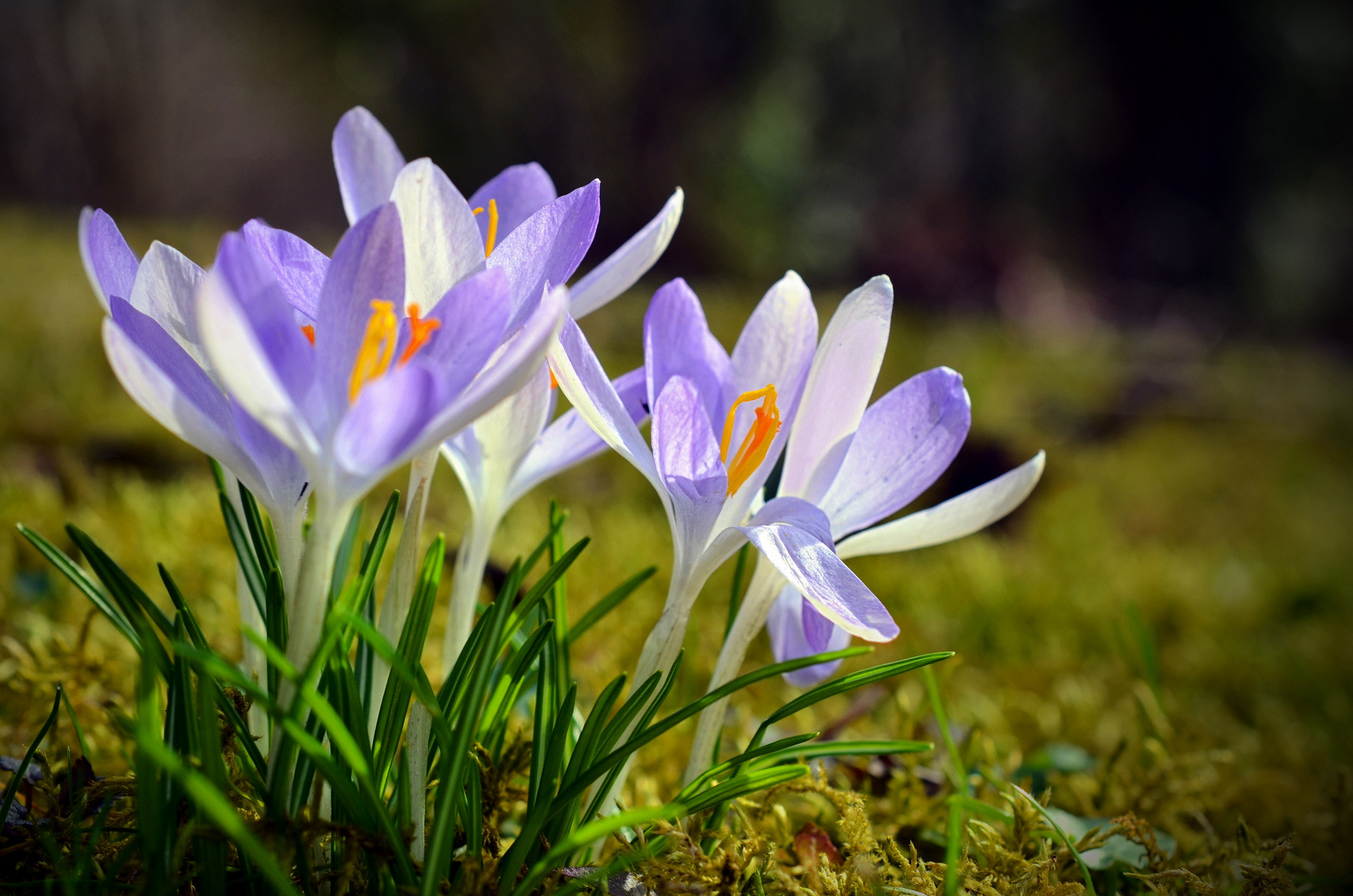 Nikon AF-S DX Micro Nikkor 40mm F2.8 sample photo. A sign of spring photography