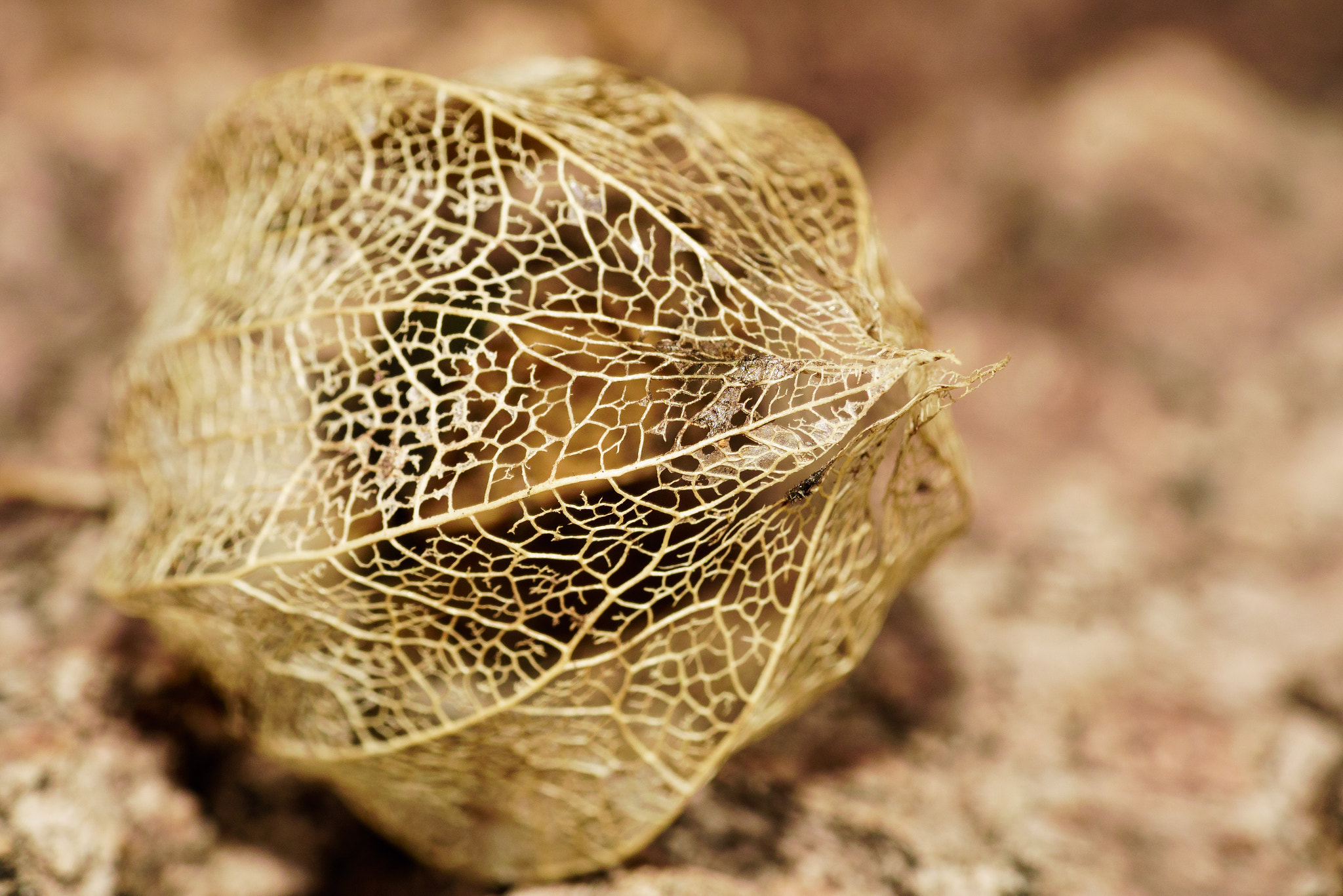 Sony ILCA-77M2 + Tamron SP 70-300mm F4-5.6 Di USD sample photo. Cape gooseberry has gone photography