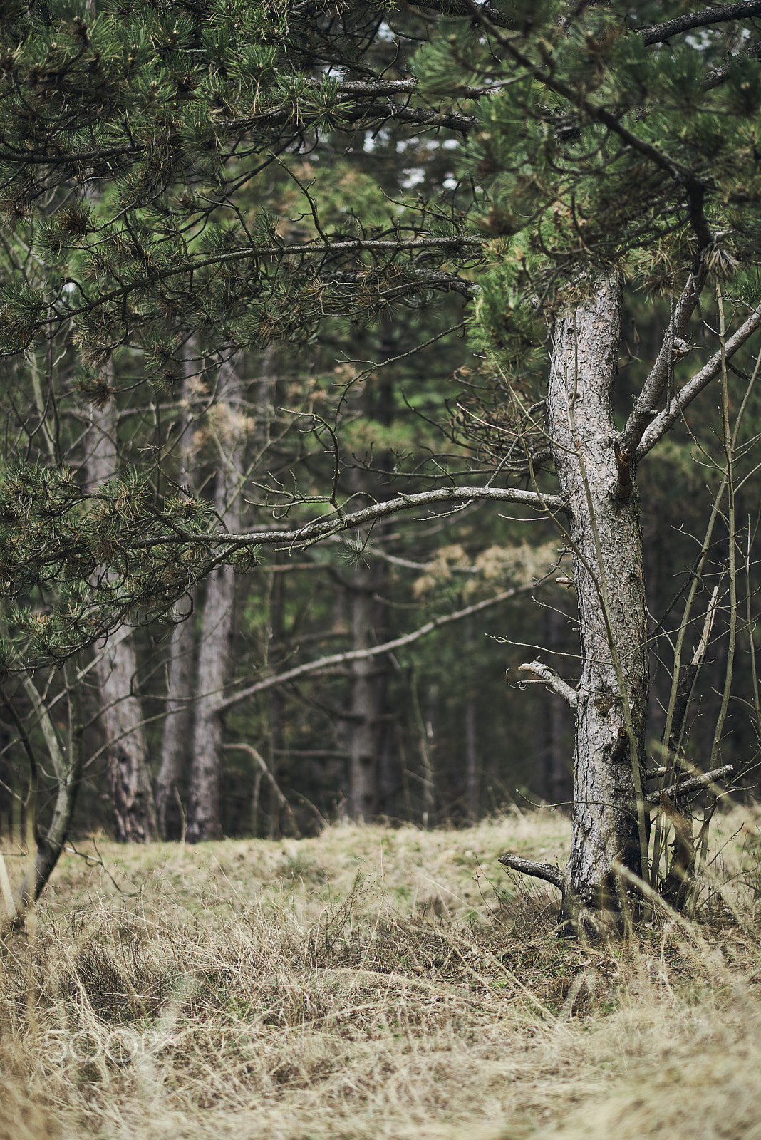 Nikon D610 + Nikon AF-S Nikkor 85mm F1.8G sample photo. Tree photography