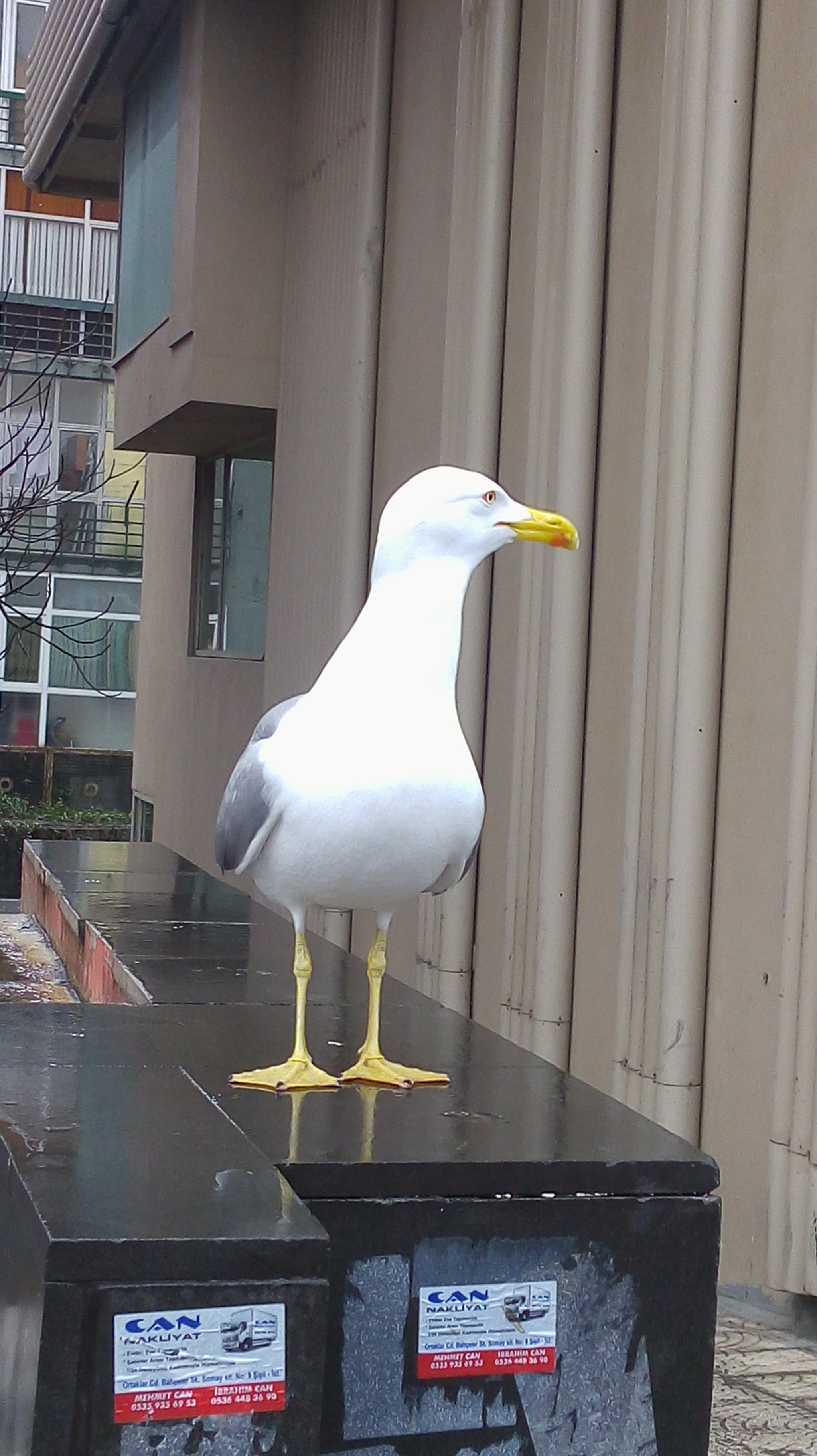 LG H542TR sample photo
