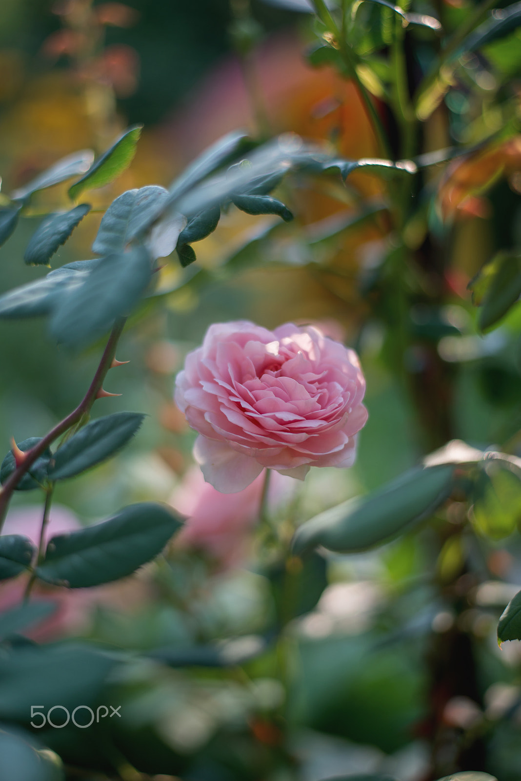 Nikon D600 + Nikon AF-S Nikkor 50mm F1.8G sample photo. Dsc_9877-.jpg photography