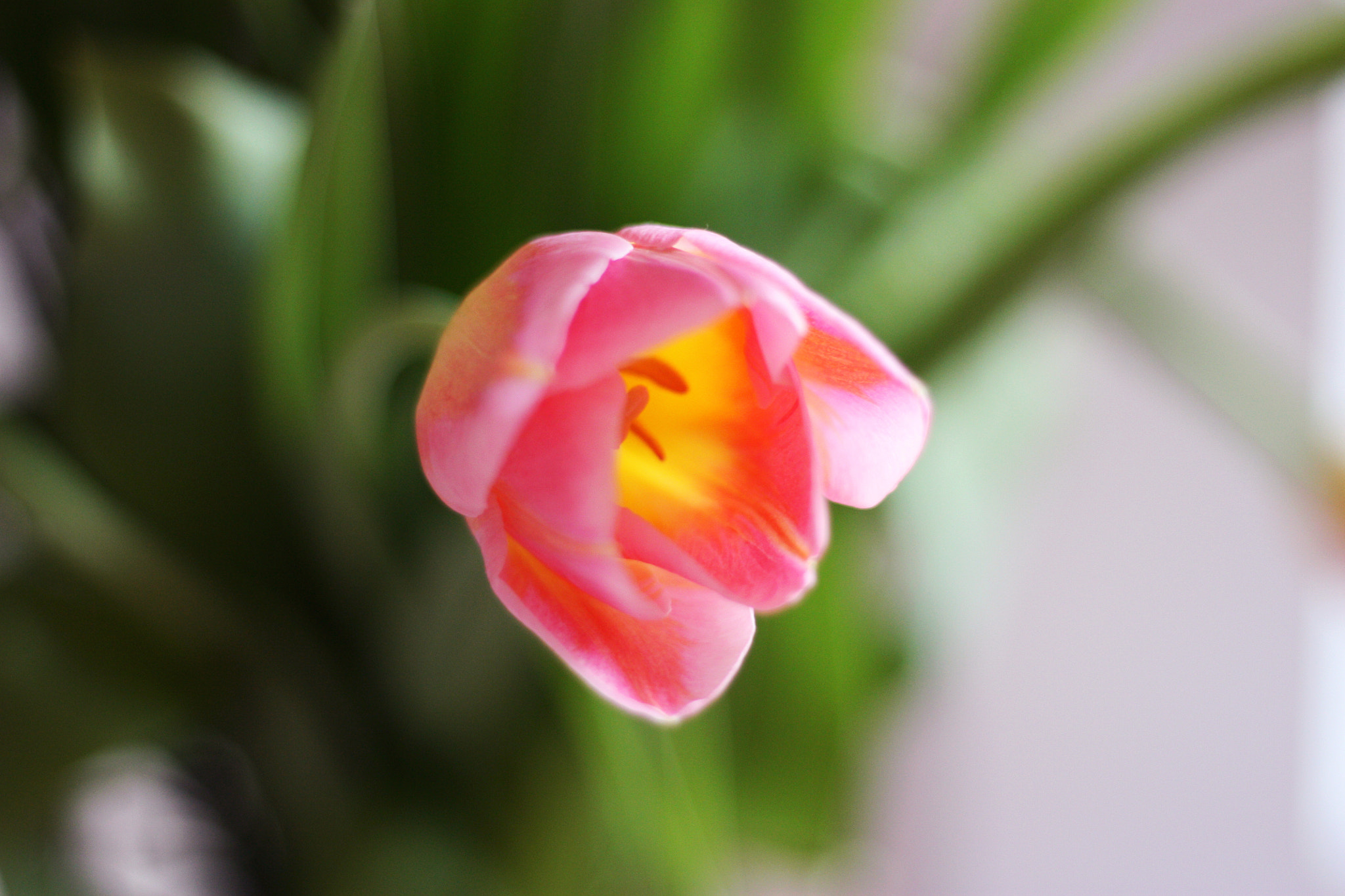Canon EOS 450D (EOS Rebel XSi / EOS Kiss X2) + Canon EF 50mm F1.8 STM sample photo. Love flowers photography