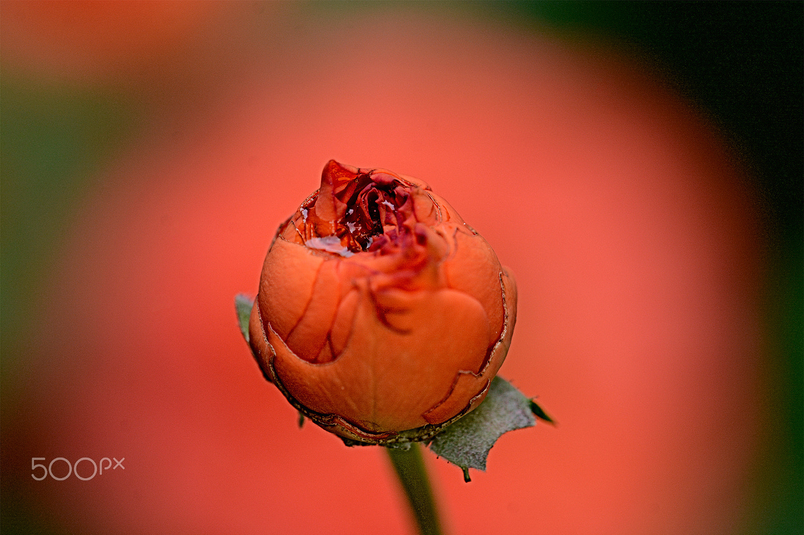 Nikon D7100 + Sigma 150mm F2.8 EX DG Macro HSM sample photo. Rosa em boato - rosebud photography