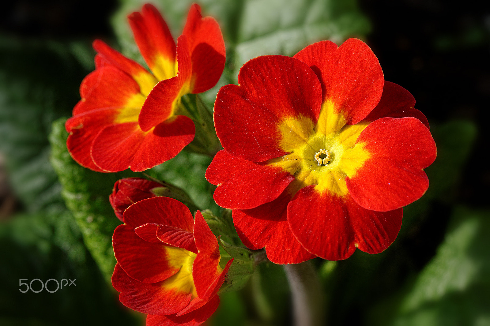 Nikon AF-S Micro-Nikkor 105mm F2.8G IF-ED VR sample photo. Red pushy photography