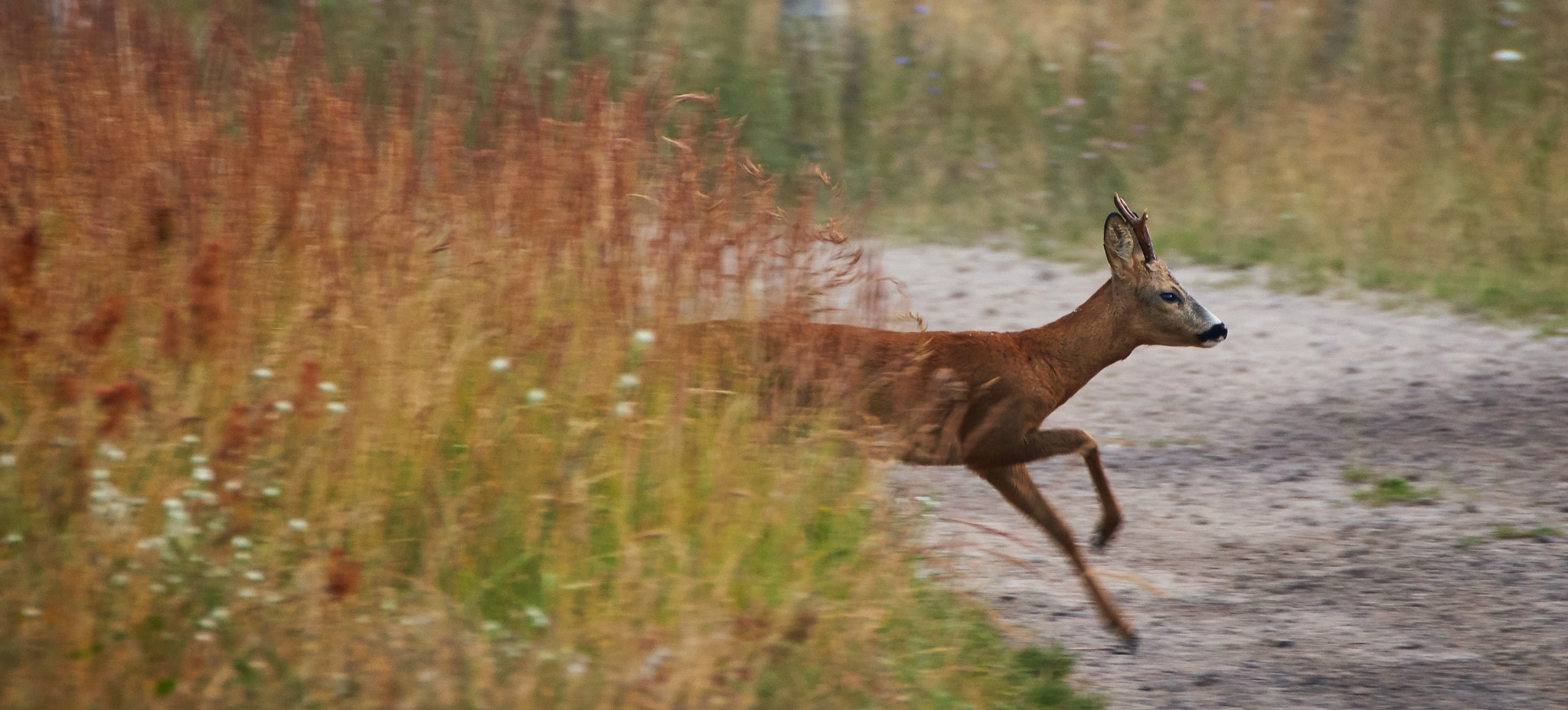Sony SLT-A57 + Tamron SP 70-300mm F4-5.6 Di USD sample photo. Running deer photography