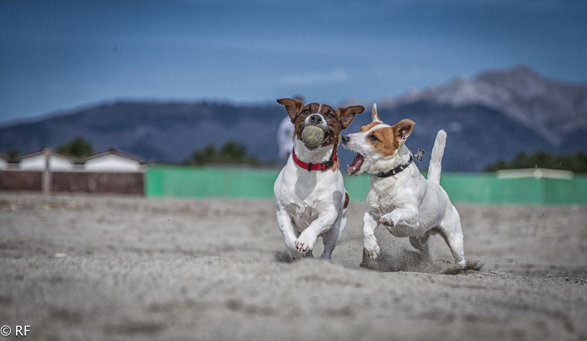 Canon EOS-1D X sample photo. Due pazzi in spiaggia photography