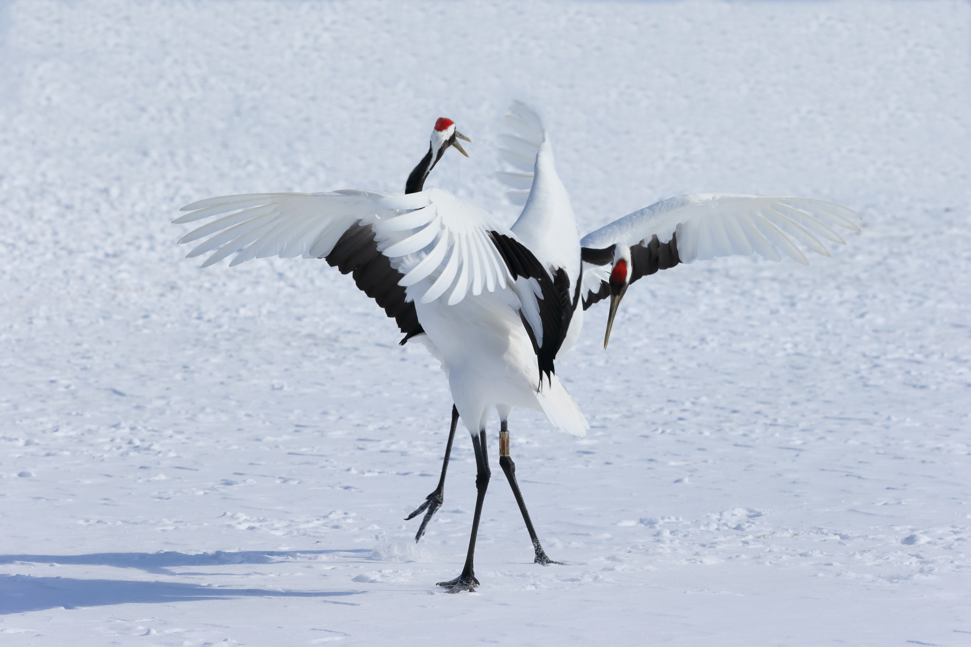 Canon EF 400mm F2.8L IS II USM sample photo. The dance of the love photography