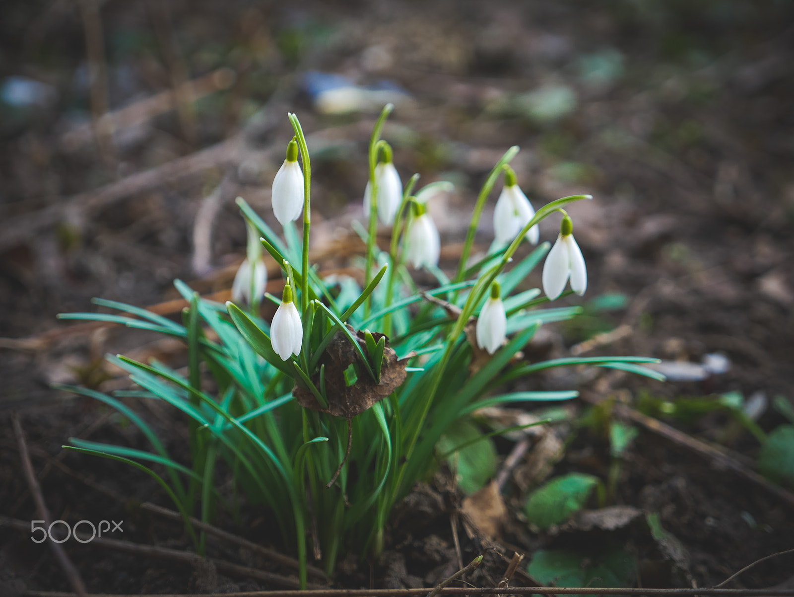 LUMIX G VARIO 12-35/F2.8II sample photo. Snowdrops photography