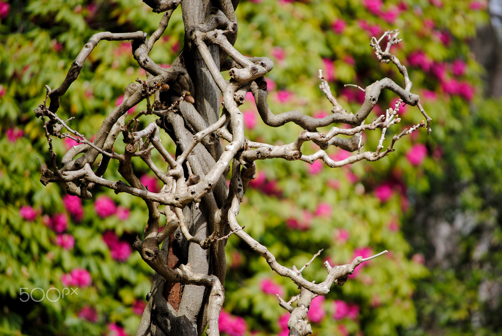 Nikon D3000 sample photo. Who twisted? photography