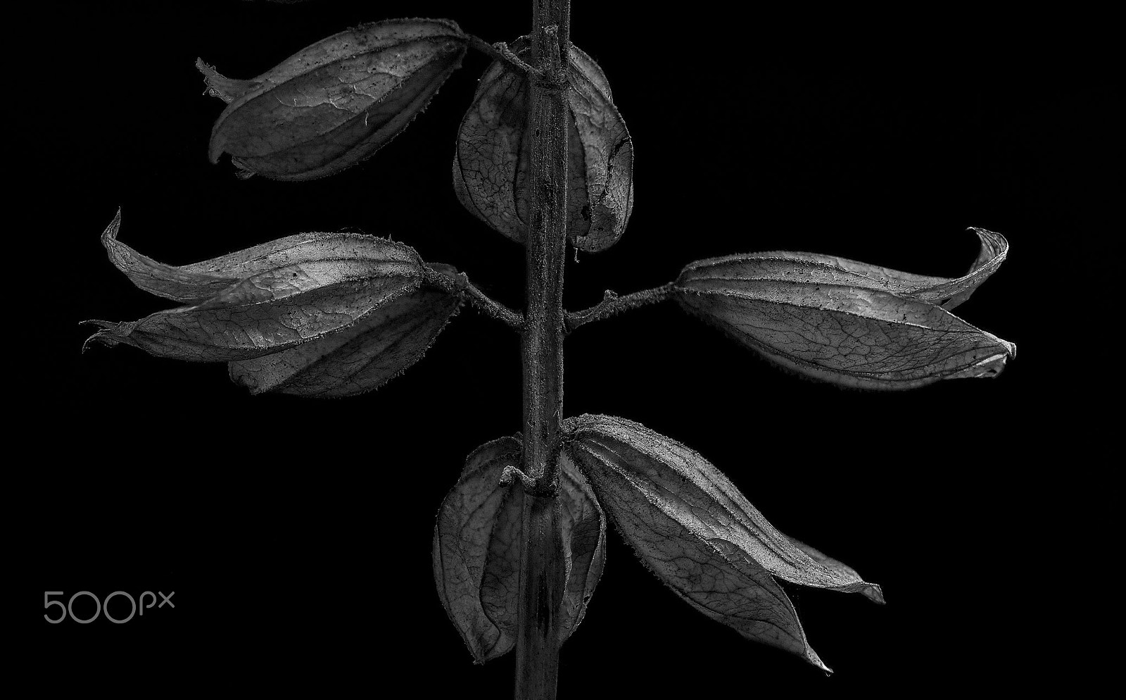 Sigma 105mm F2.8 EX DG OS HSM sample photo. Seed pods photography