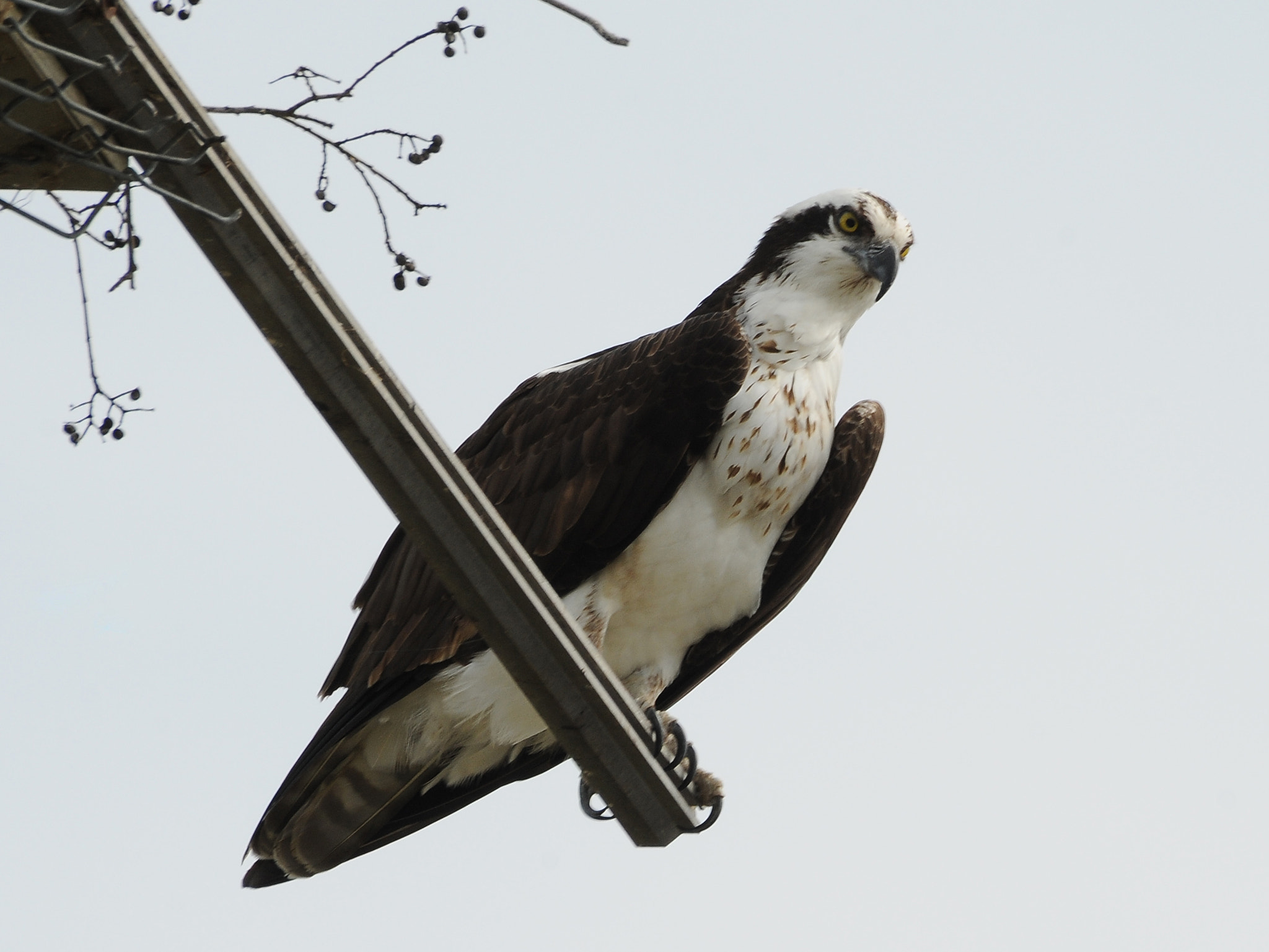 Nikon D300 + Sigma 50-500mm F4.5-6.3 DG OS HSM sample photo. Osprey photography