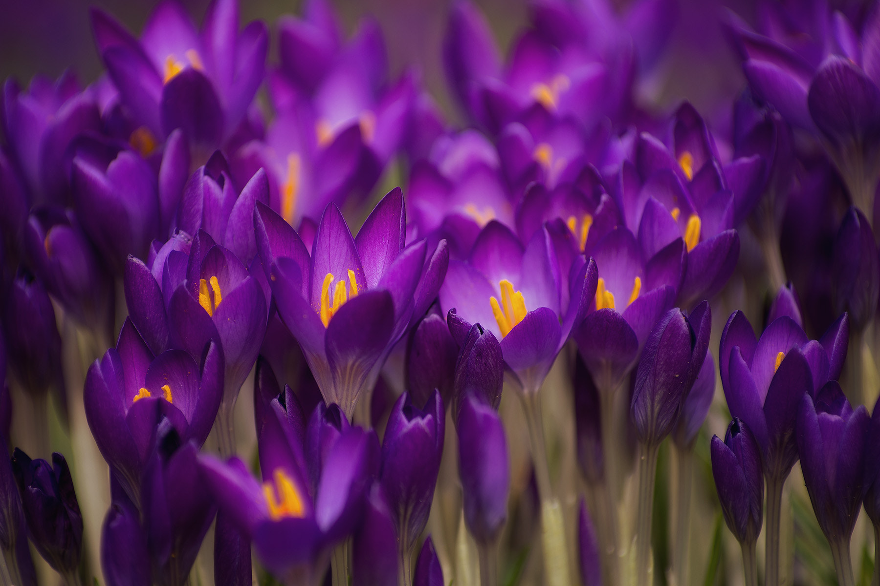 Pentax smc DA* 50-135mm F2.8 ED (IF) SDM sample photo. Krokusse photography