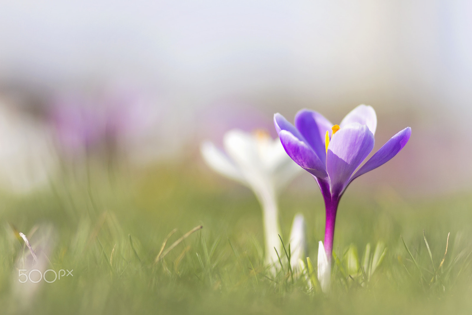 Canon EOS 7D + Canon EF 85mm F1.8 USM sample photo. Spring is coming. photography