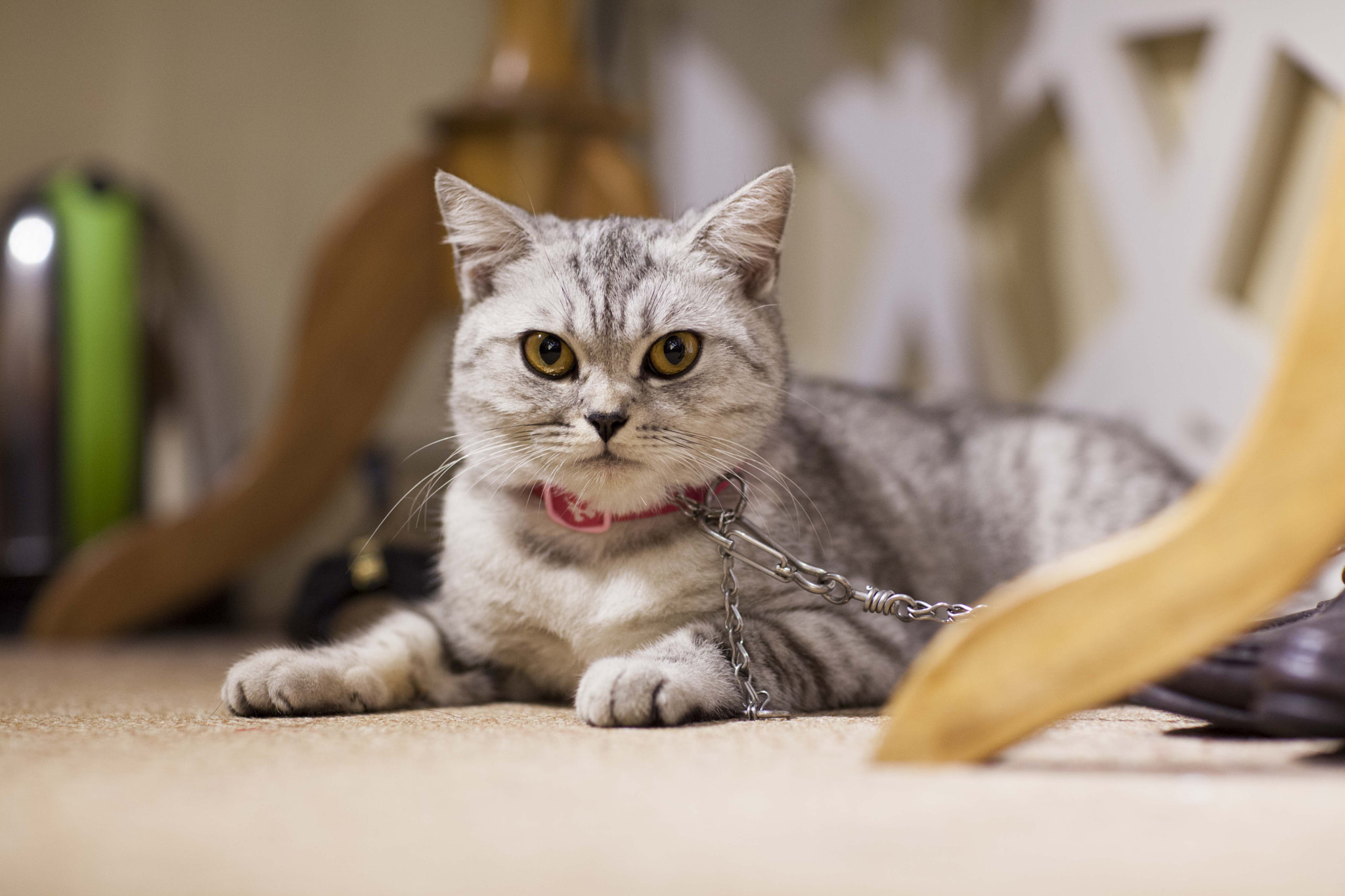 Canon EF 85mm F1.2L II USM sample photo. Lion king photography