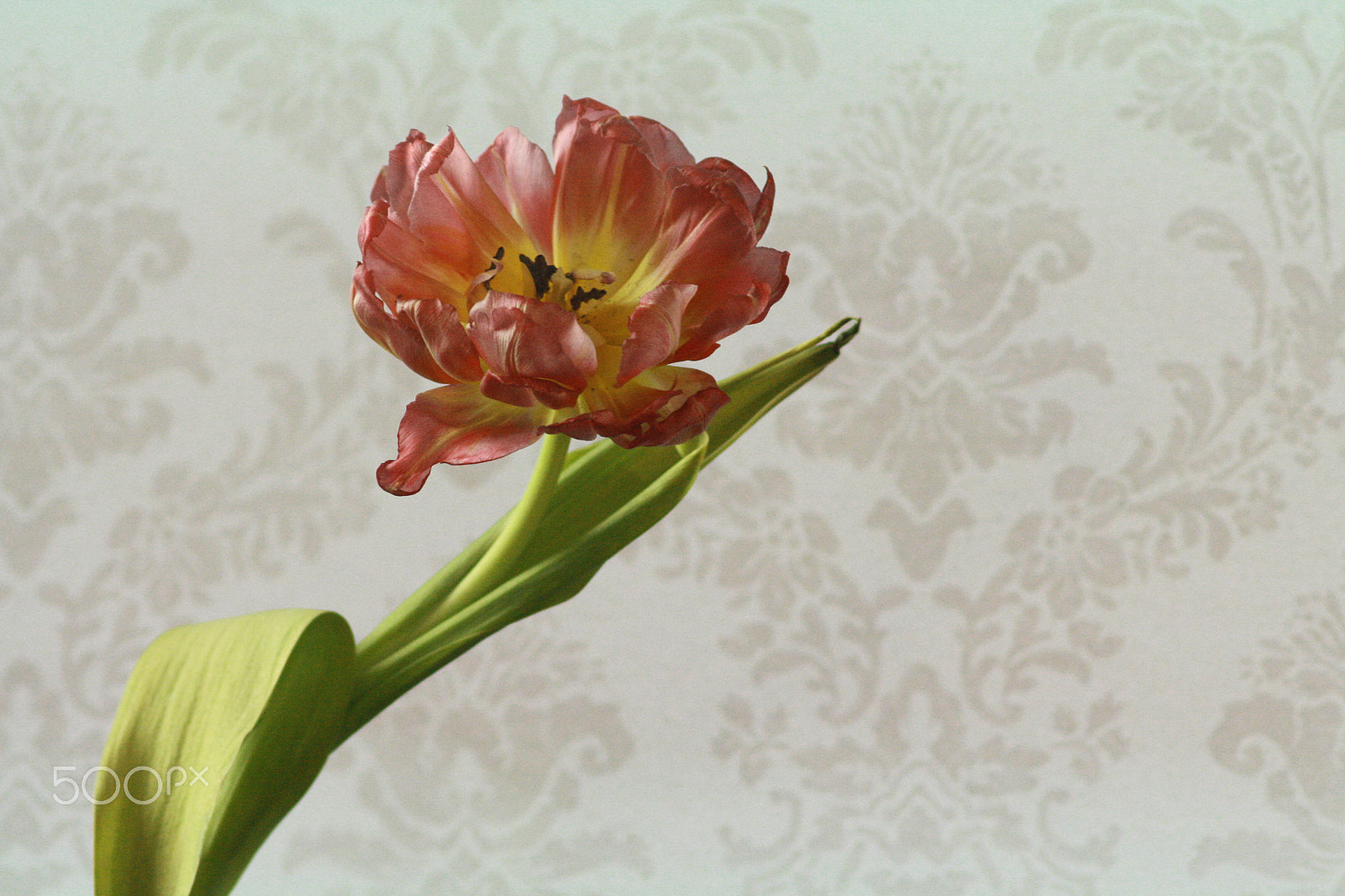 Canon EF 35-80mm f/4-5.6 sample photo. Flower photography