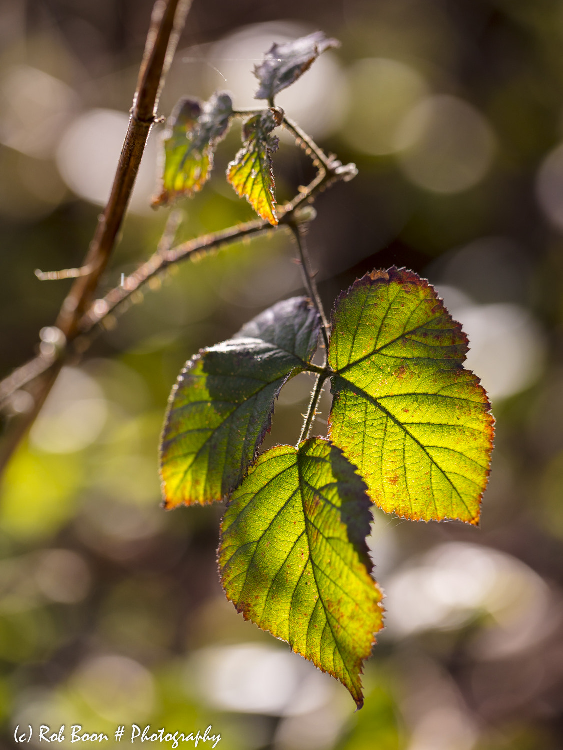 Canon EOS 5DS + Canon EF 100mm F2.8L Macro IS USM sample photo. Spring light 1 photography