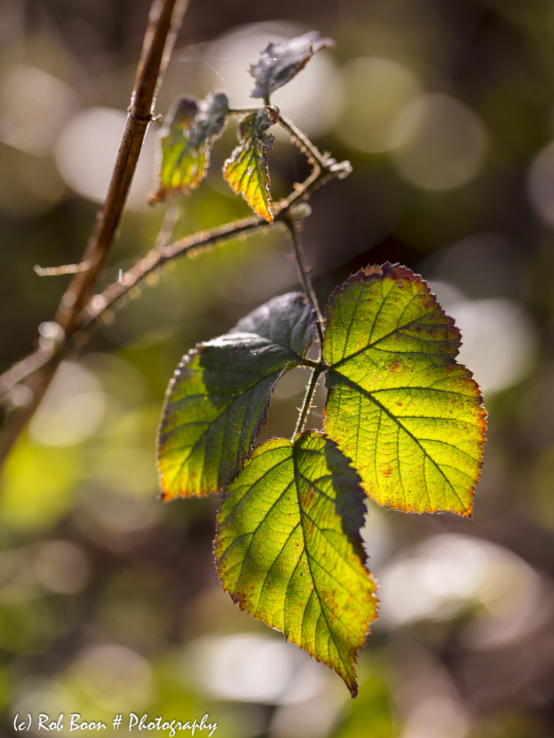 Canon EF 100mm F2.8L Macro IS USM sample photo. Spring light 1 photography