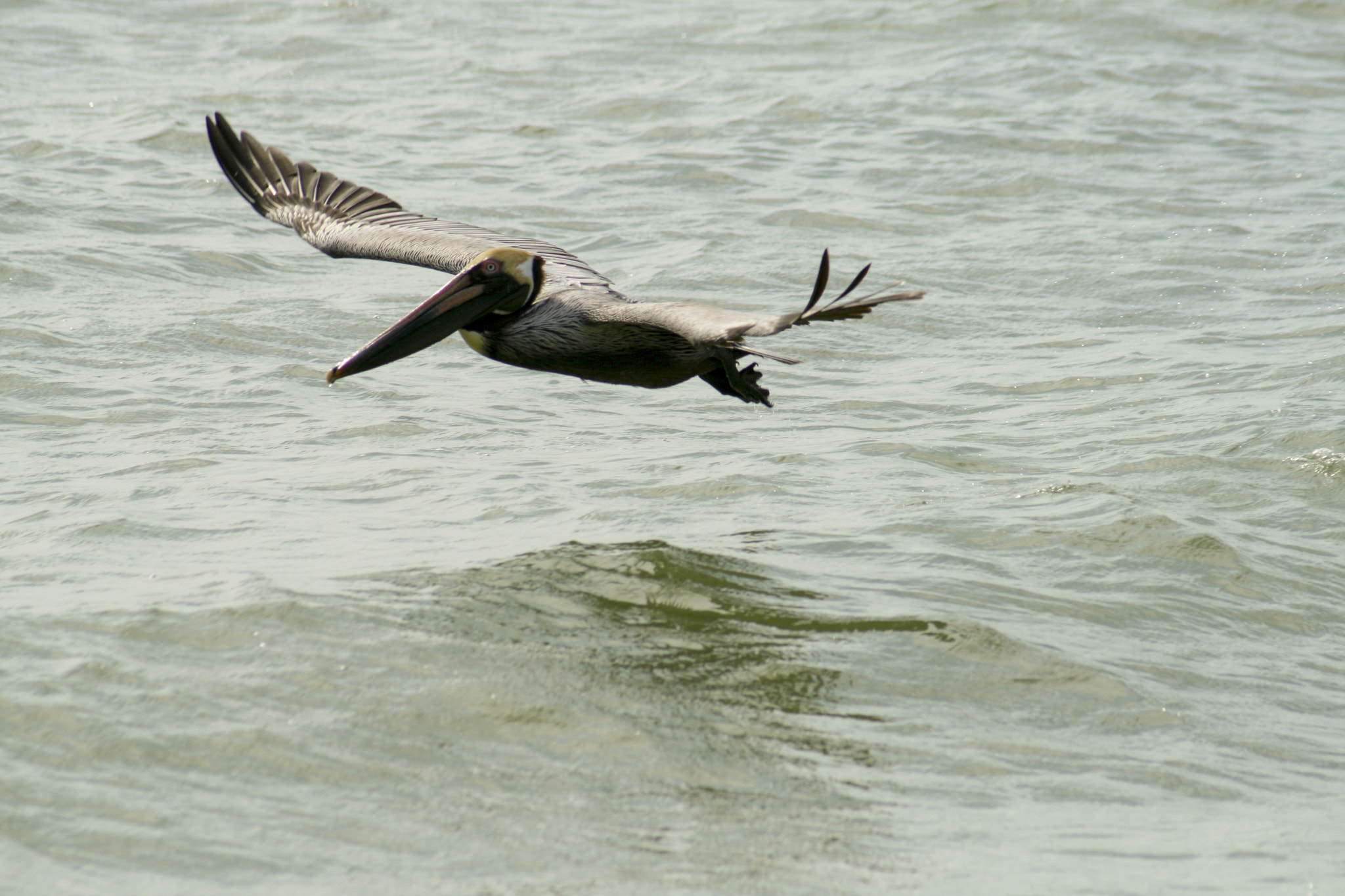 Canon EF 55-200mm F4.5-5.6 II USM sample photo. Pelicans photography