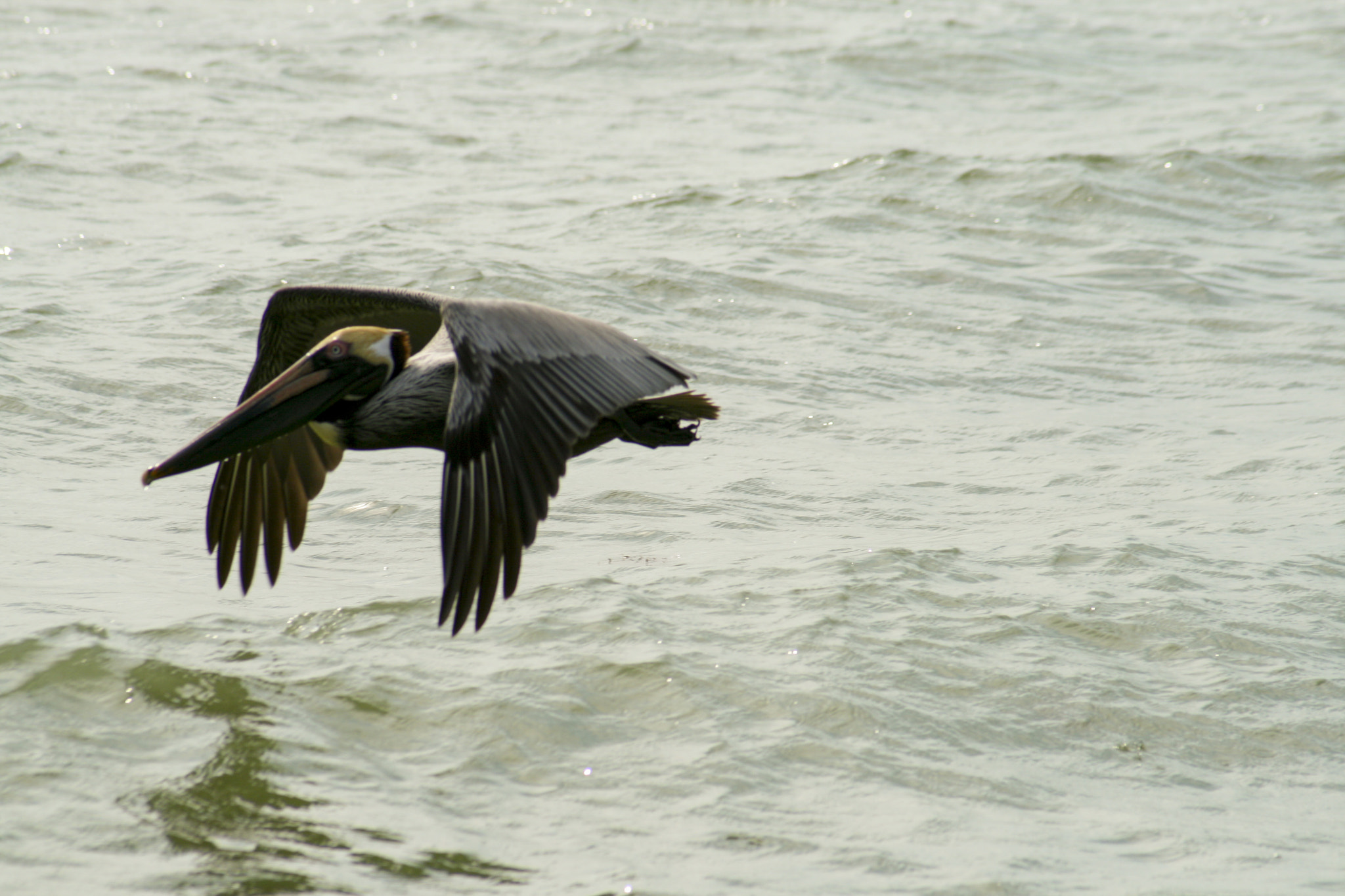 Canon EF 55-200mm F4.5-5.6 II USM sample photo. Pelicans photography