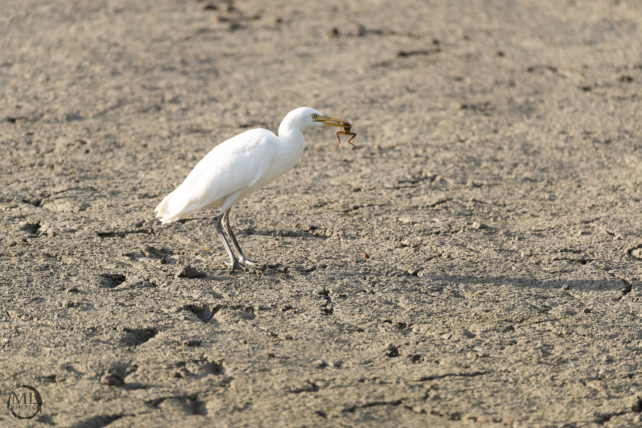 Sigma 150-600mm F5-6.3 DG OS HSM | S sample photo. Lunch time photography