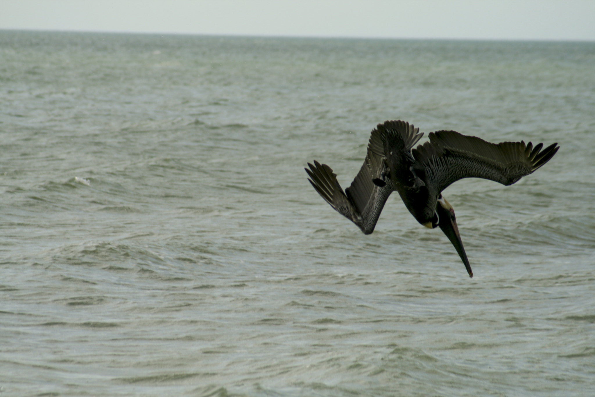 Canon EF 55-200mm F4.5-5.6 II USM sample photo. Pelicans photography