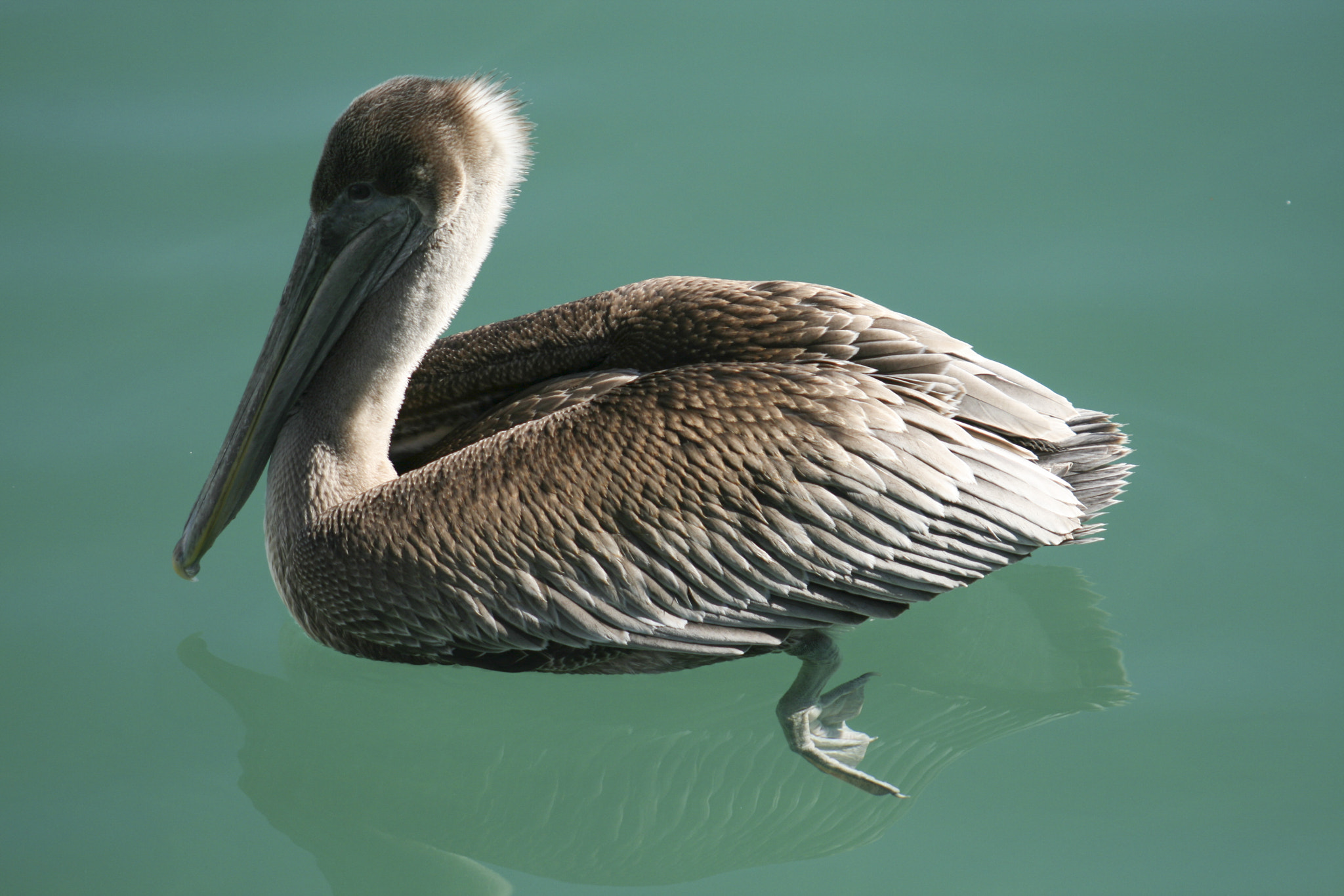 Canon EF 55-200mm F4.5-5.6 II USM sample photo. Pelicans photography