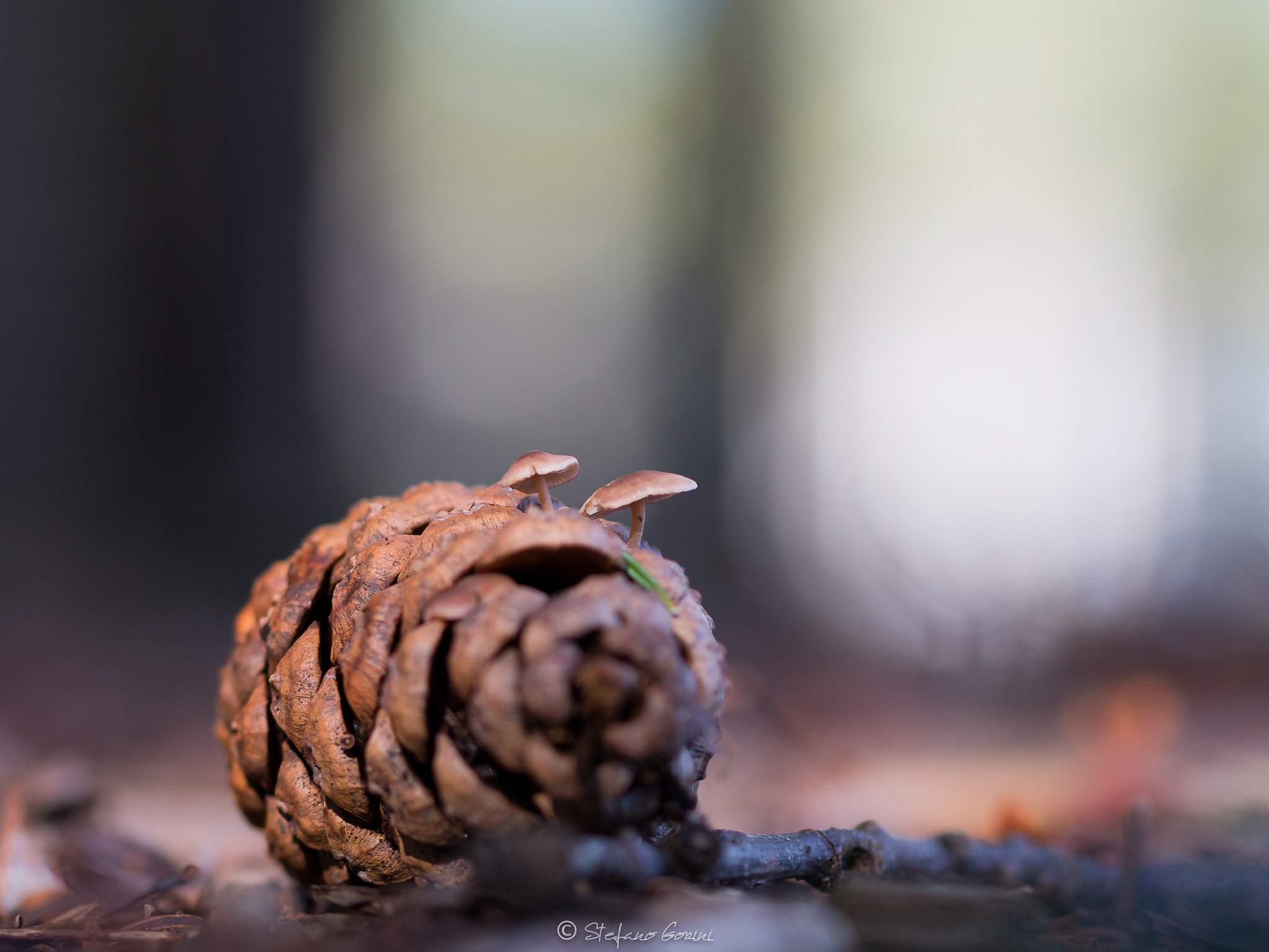 Sigma 105mm F2.8 EX DG OS HSM sample photo. Funghetti su pigna photography