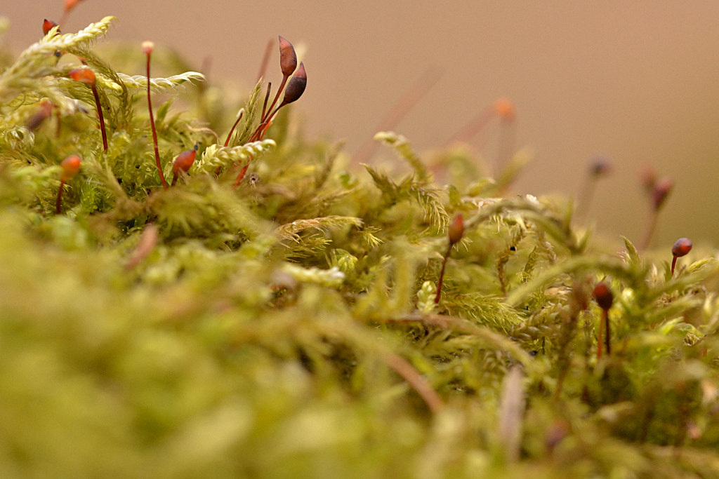 Sigma 105mm F2.8 EX DG OS HSM sample photo. It's spring again photography