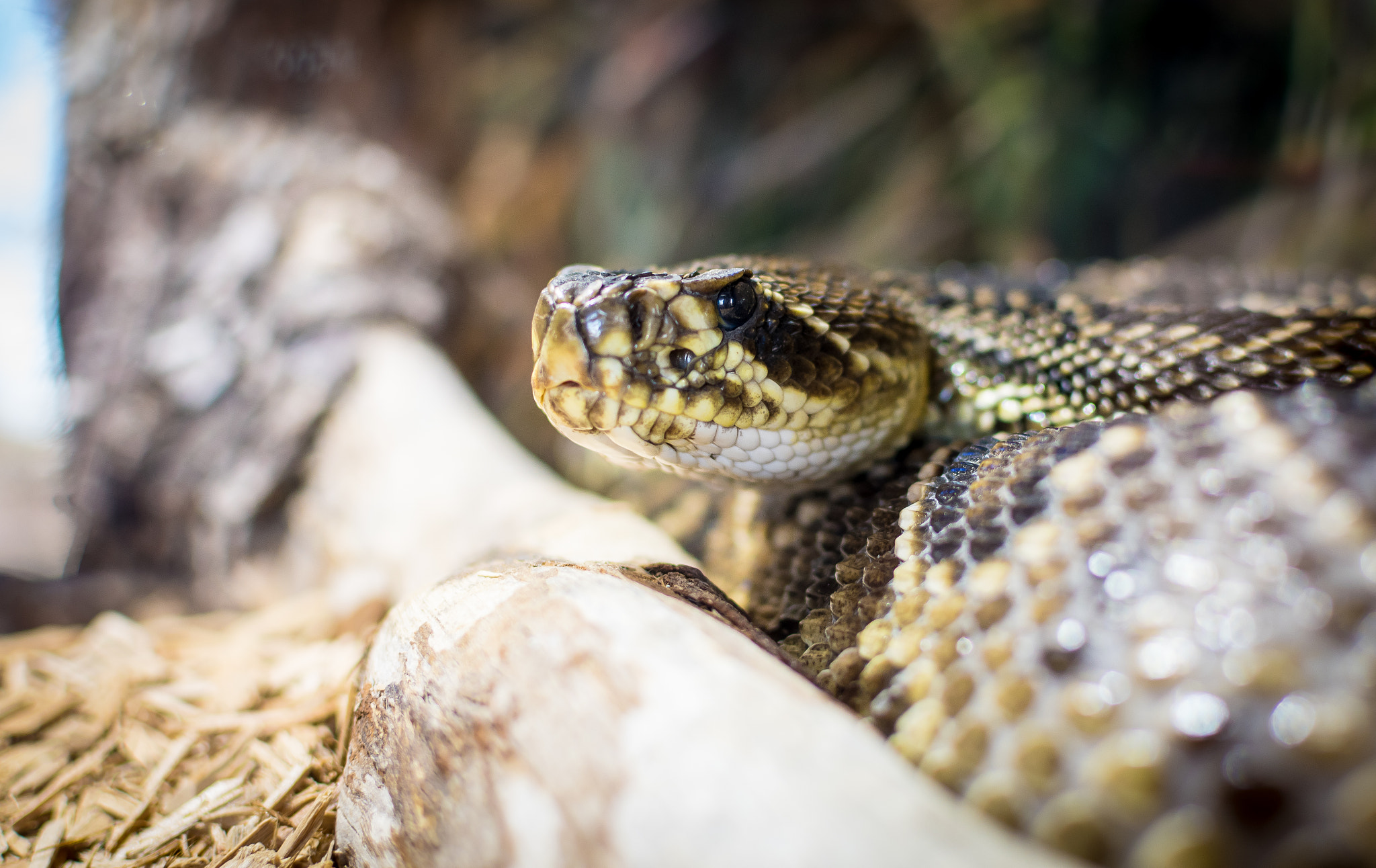 Nikon D500 + Nikon AF-S DX Nikkor 35mm F1.8G sample photo. Snake! photography