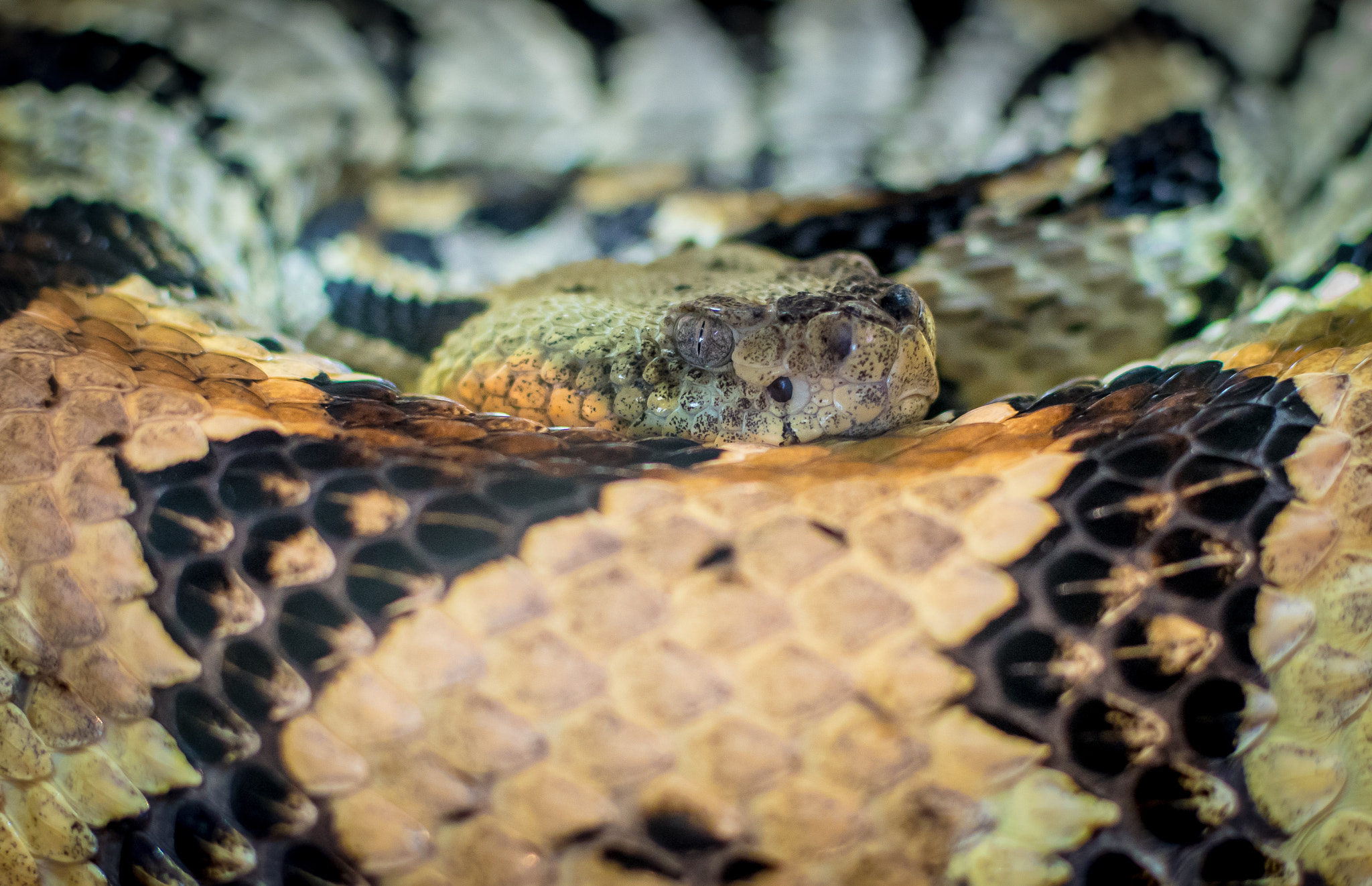 Nikon D500 + Nikon AF-S DX Nikkor 35mm F1.8G sample photo. Eye of the reptile photography