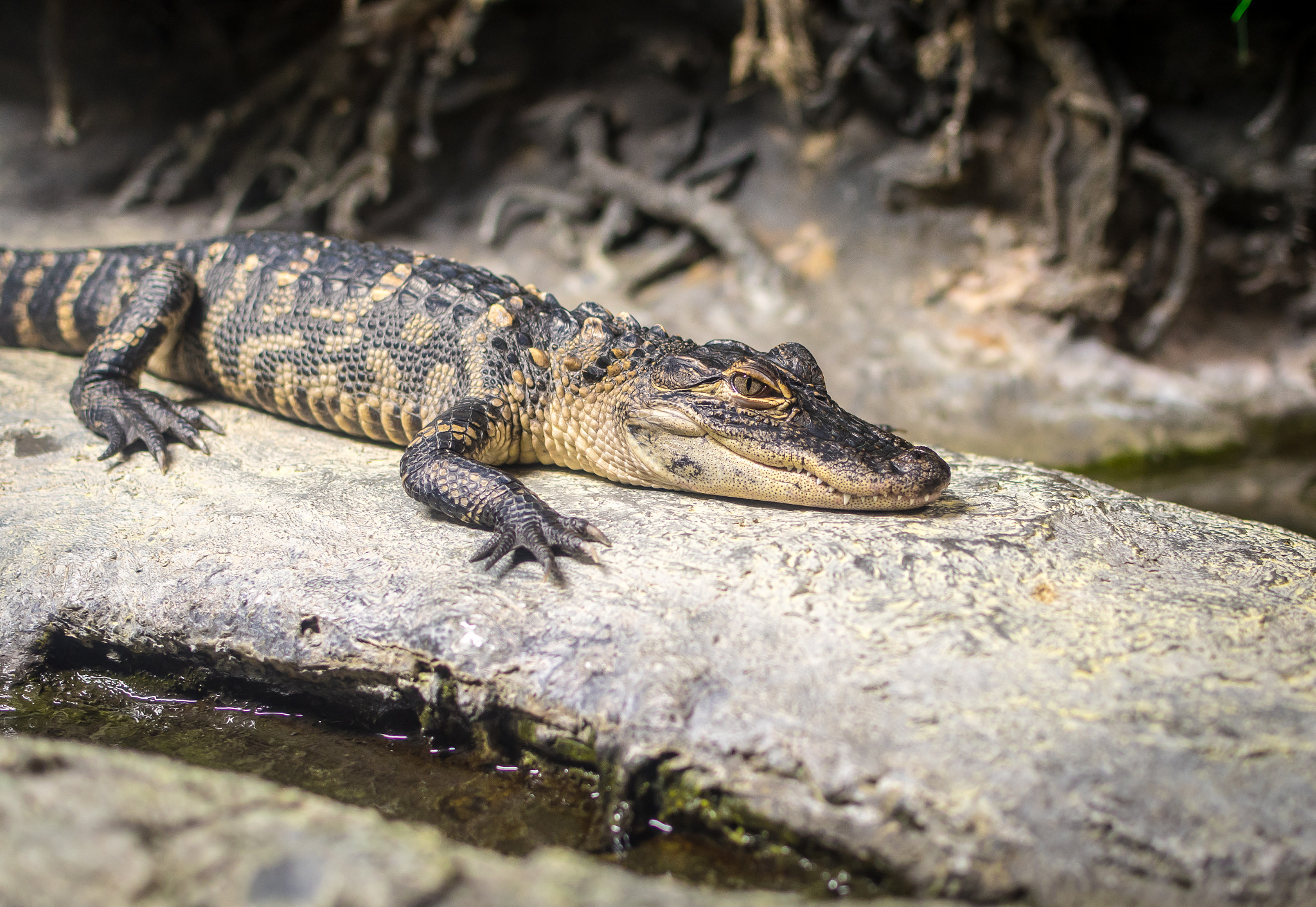 Nikon D500 + Nikon AF-S DX Nikkor 35mm F1.8G sample photo. Young american alligator photography