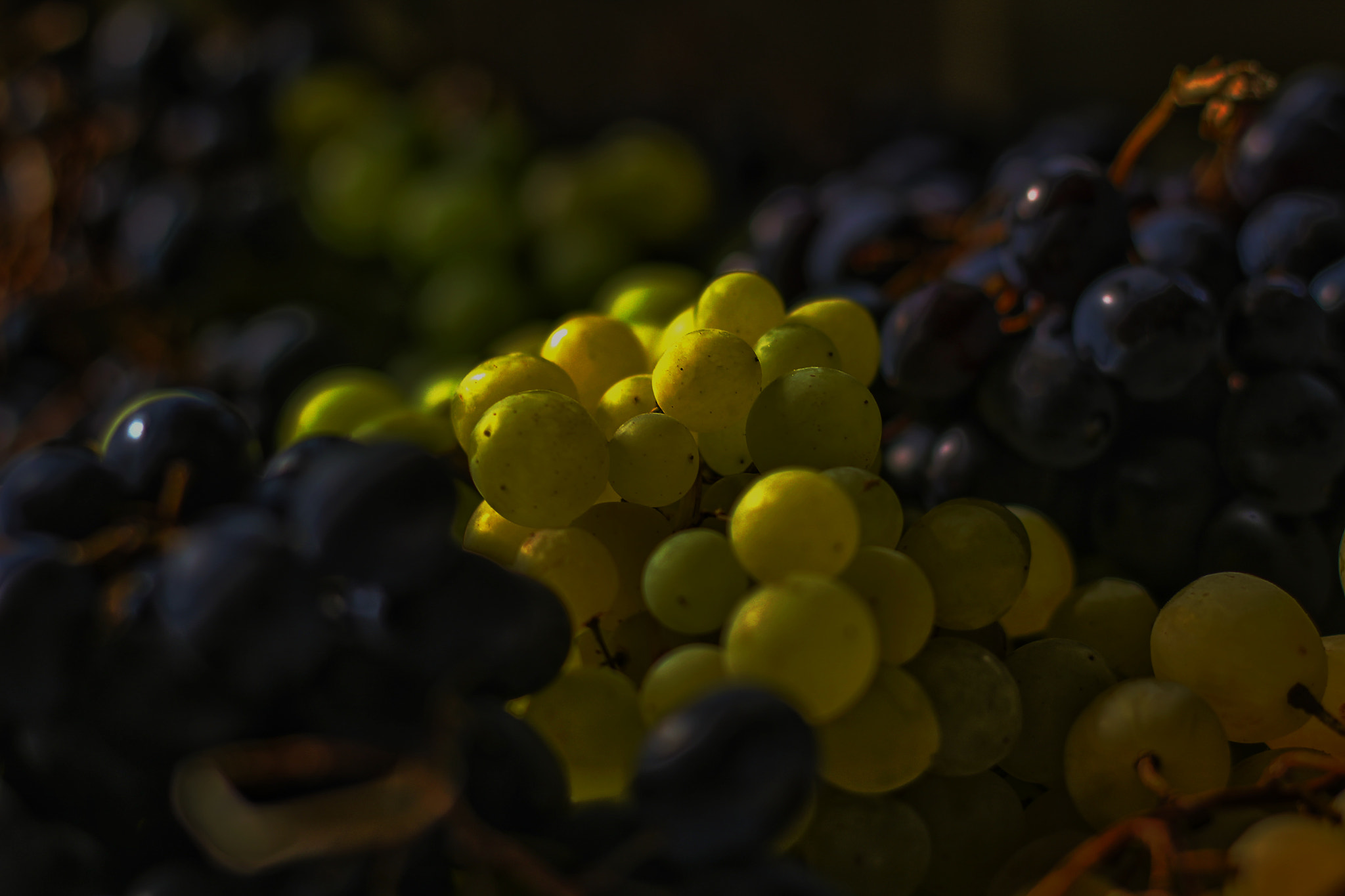 Canon EOS 1200D (EOS Rebel T5 / EOS Kiss X70 / EOS Hi) + Canon EF 50mm F1.8 II sample photo. Fruit photography