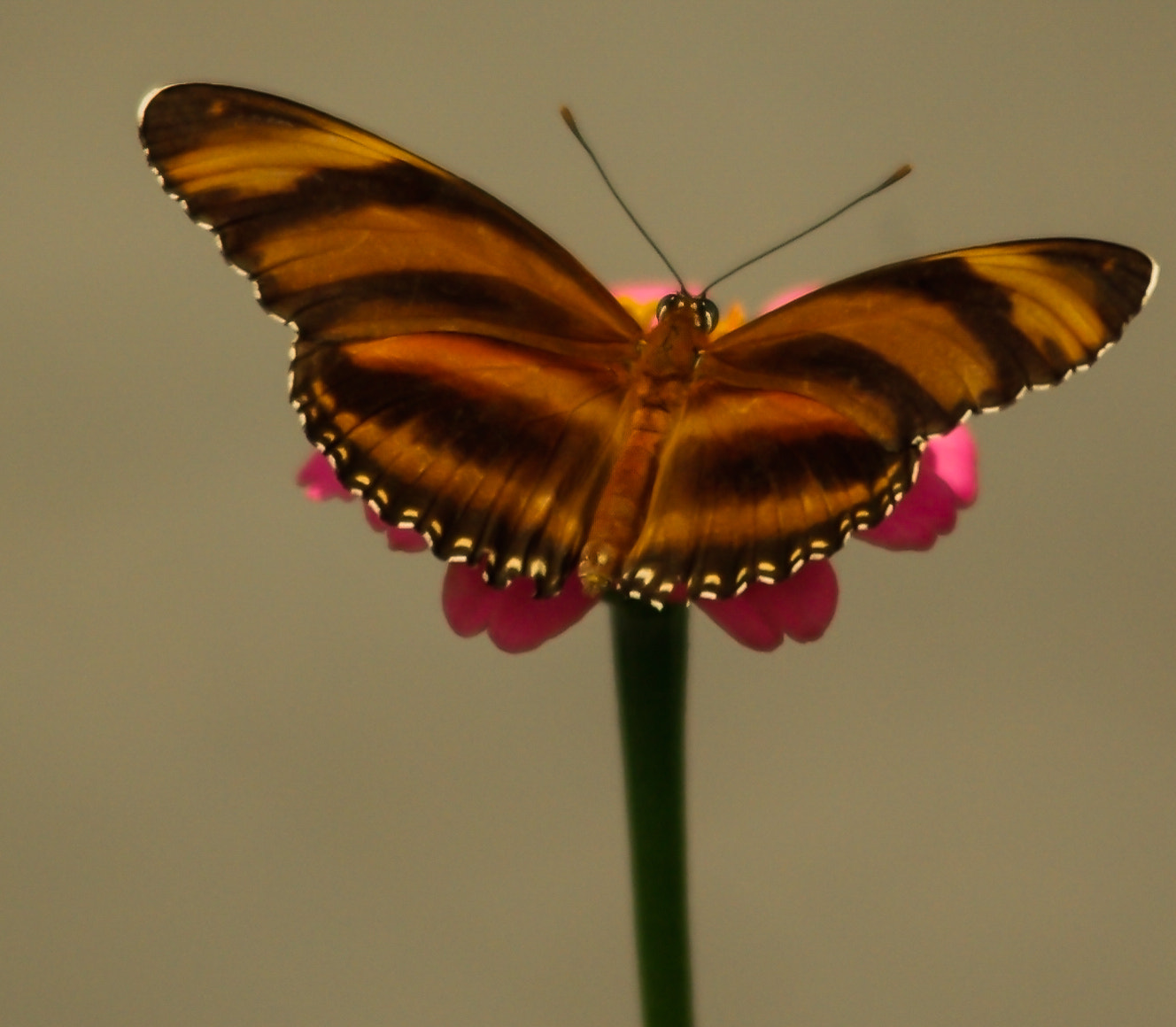 Pentax K200D + smc PENTAX-F 70-210mm F4-5.6 sample photo. Orange beauty photography