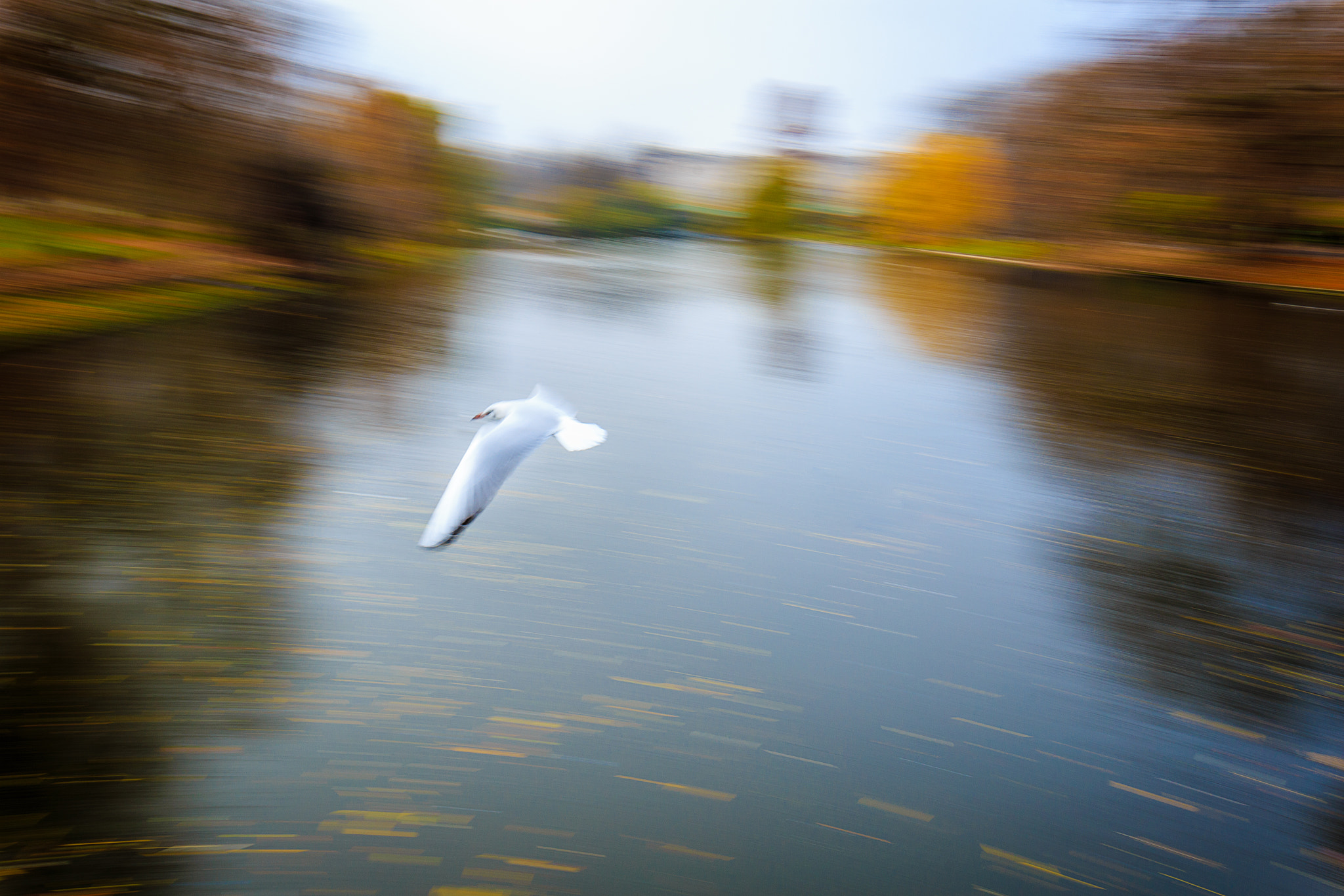 Canon EOS 6D sample photo. Bird in st. james park photography