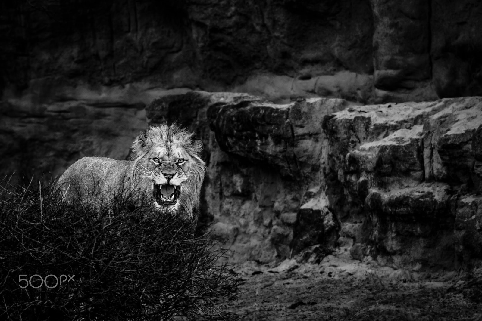 Sigma 105mm F2.8 EX DG OS HSM sample photo. Lion photography
