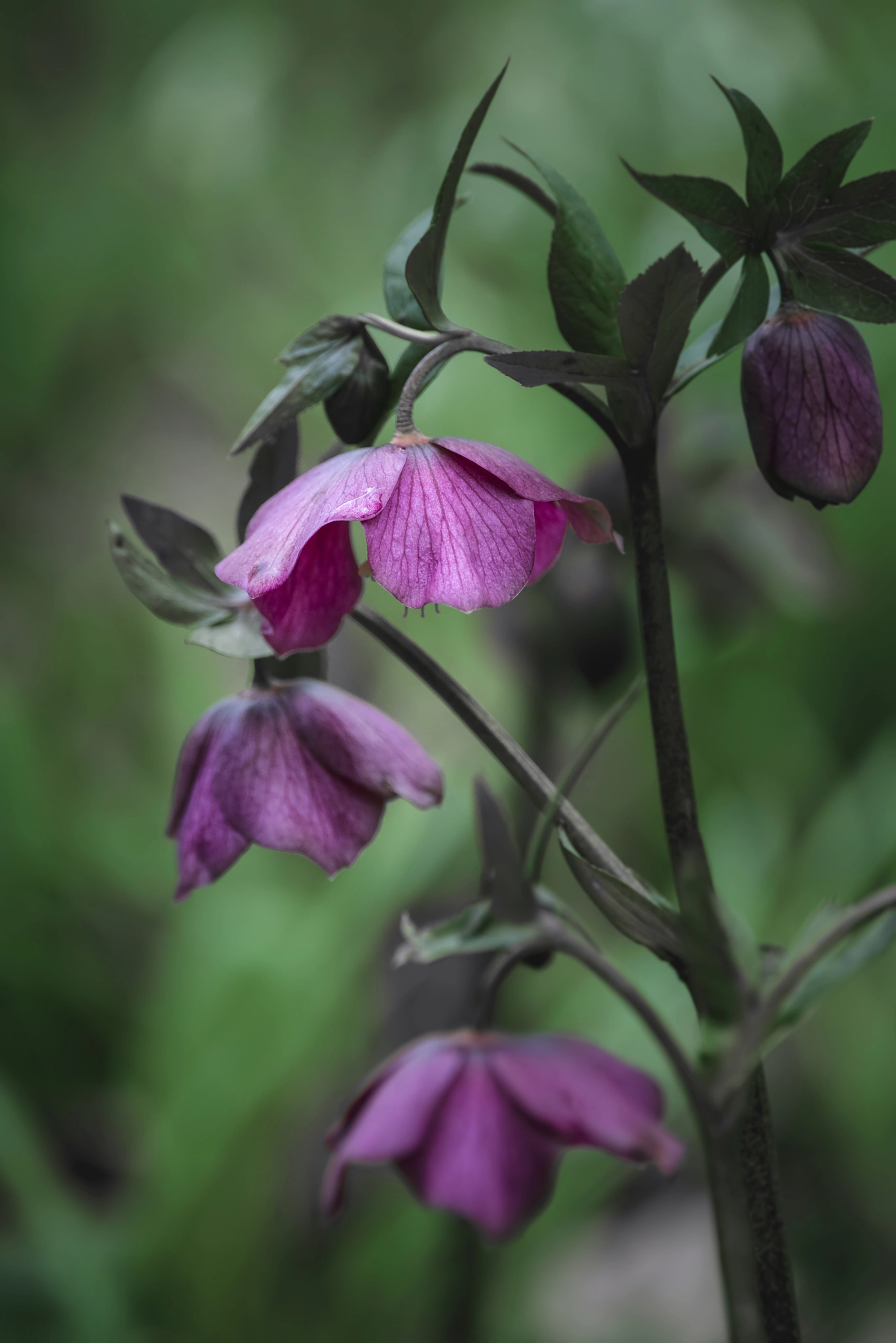 Nikon D800 + Sigma 150-600mm F5-6.3 DG OS HSM | C sample photo. Helleborous atrorubens flower in spring on lush woodland floor photography