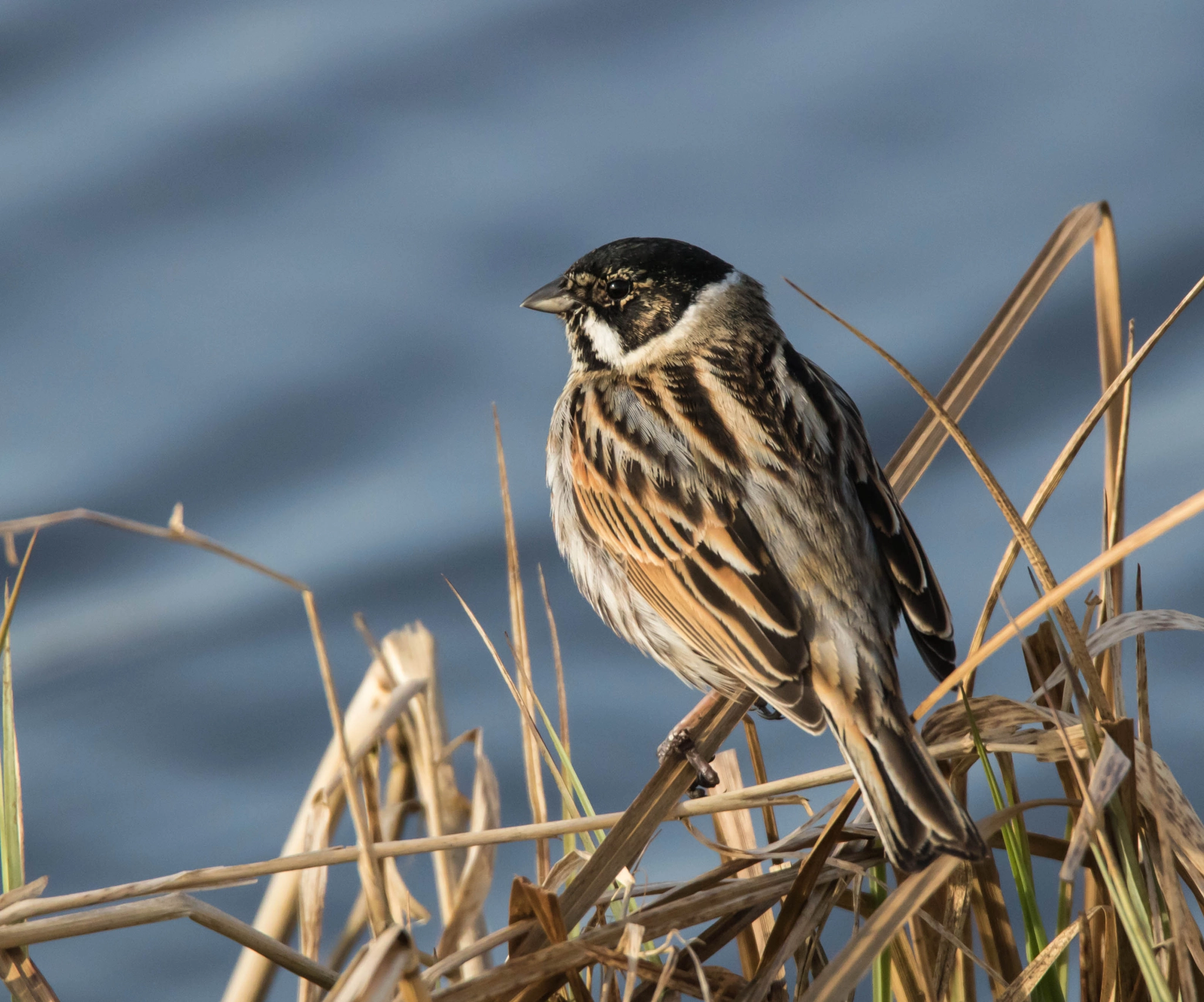 Tamron SP 150-600mm F5-6.3 Di VC USD sample photo. Rohrammer photography