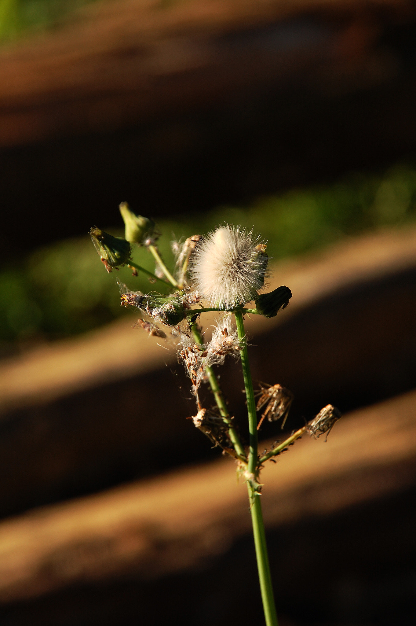 Nikon D40 + Sigma 18-200mm F3.5-6.3 DC sample photo. In the forest photography