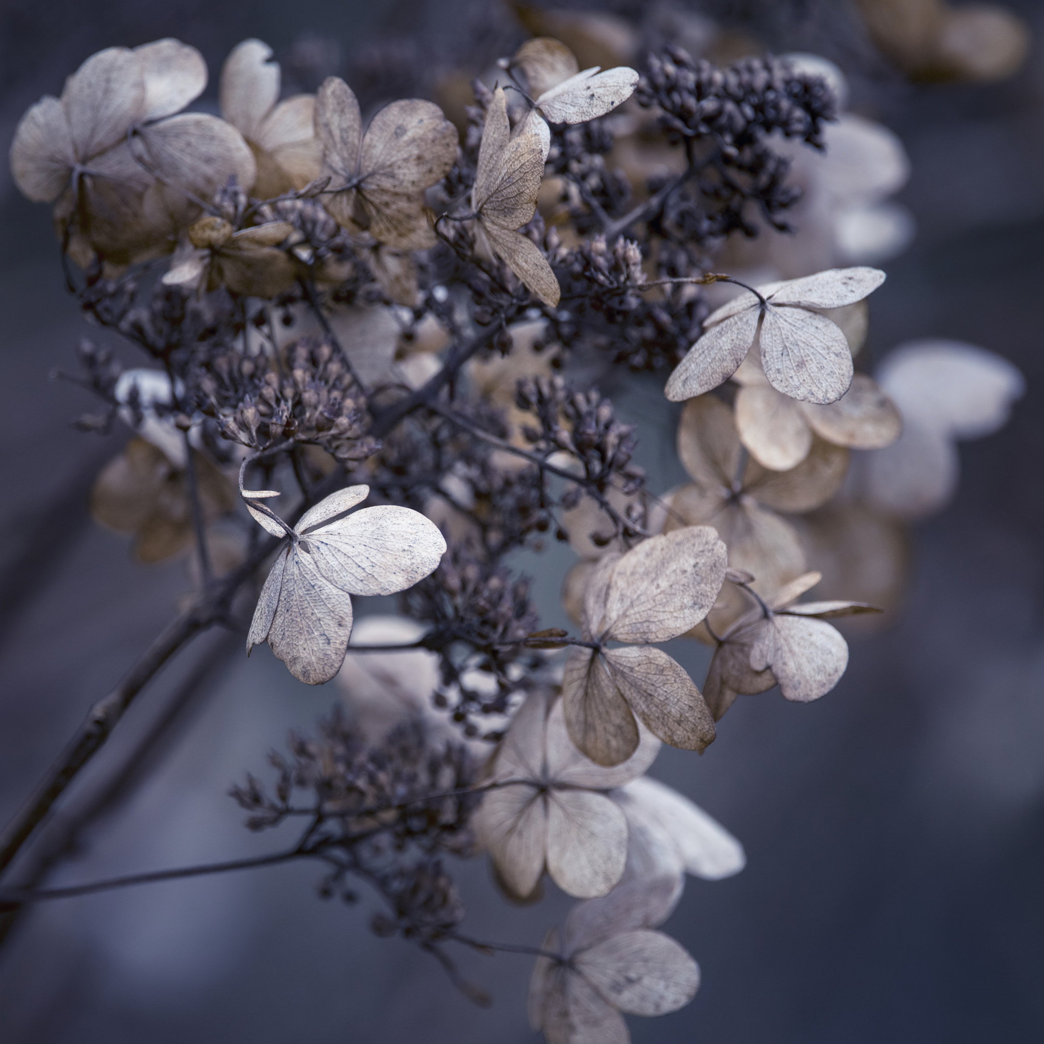 Sigma 150-600mm F5-6.3 DG OS HSM | C sample photo. Stunning dried hydrangea hortensia flowers cross processed for r photography