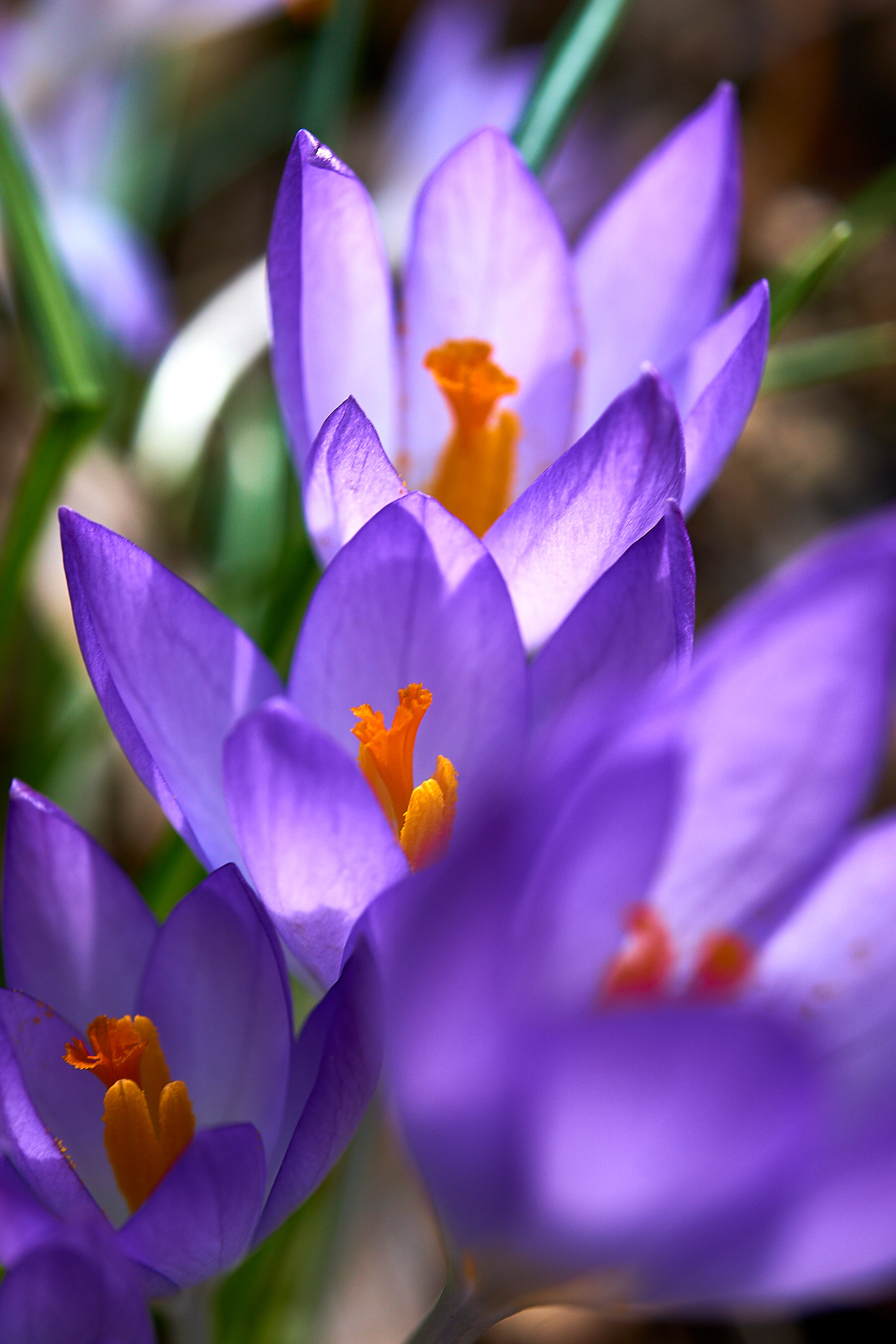 Sony E 30mm F3.5 Macro sample photo. Crocus photography