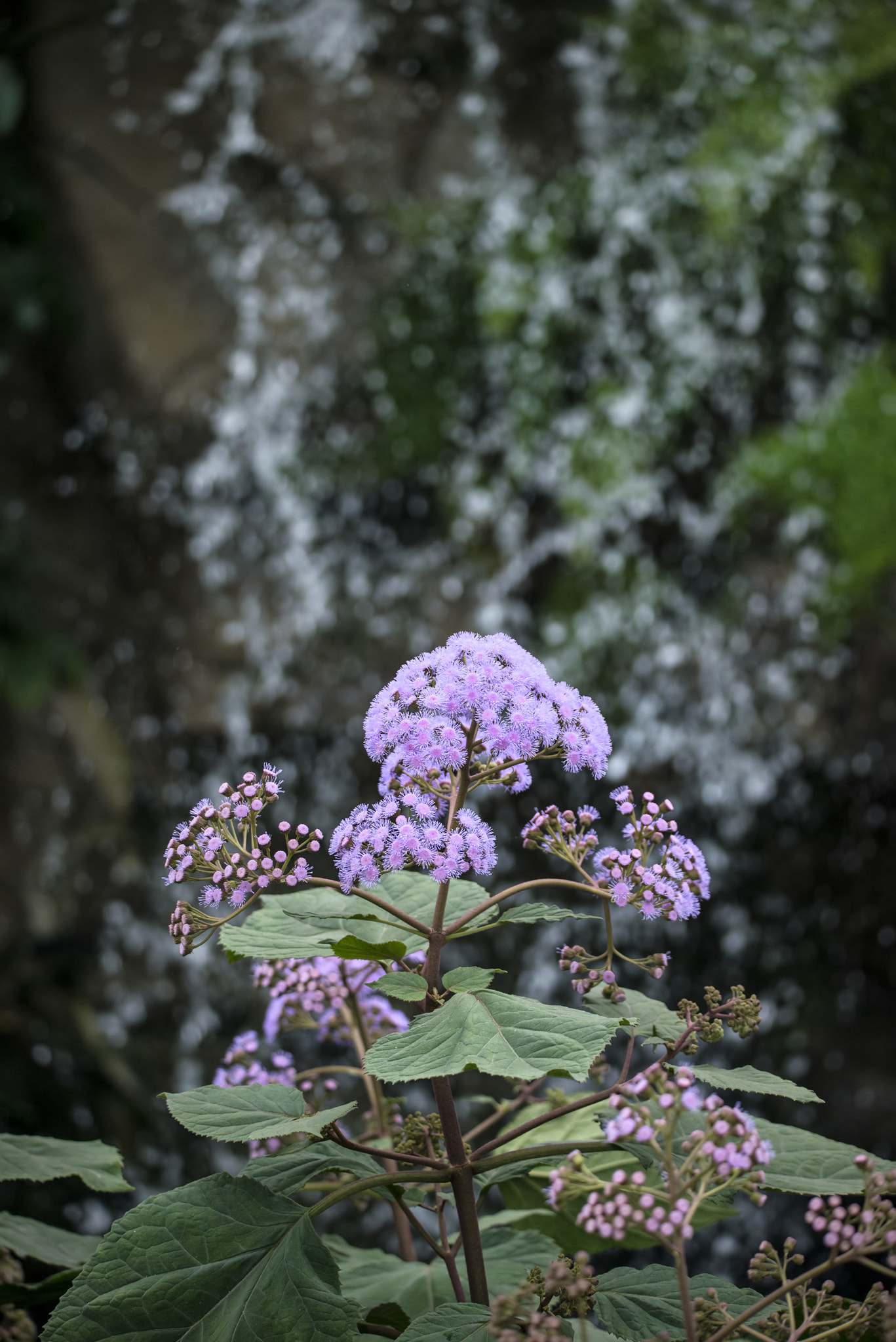 Nikon D800 + Sigma 150-600mm F5-6.3 DG OS HSM | C sample photo. Stunning purple torch bartlettina sordida flower in full bloom photography
