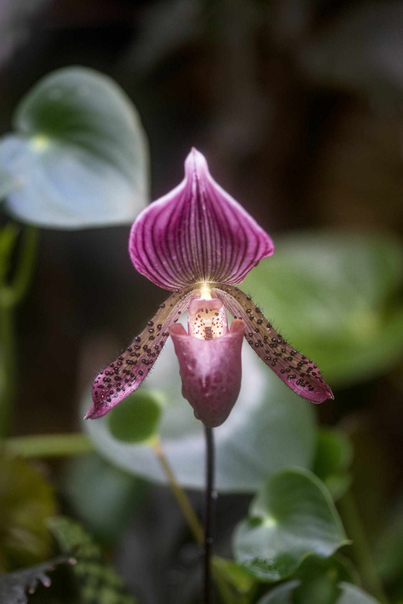 Sigma 105mm F2.8 EX DG Macro sample photo. Stunning venus slipper orchid flower paphiopadilum in full bloom photography
