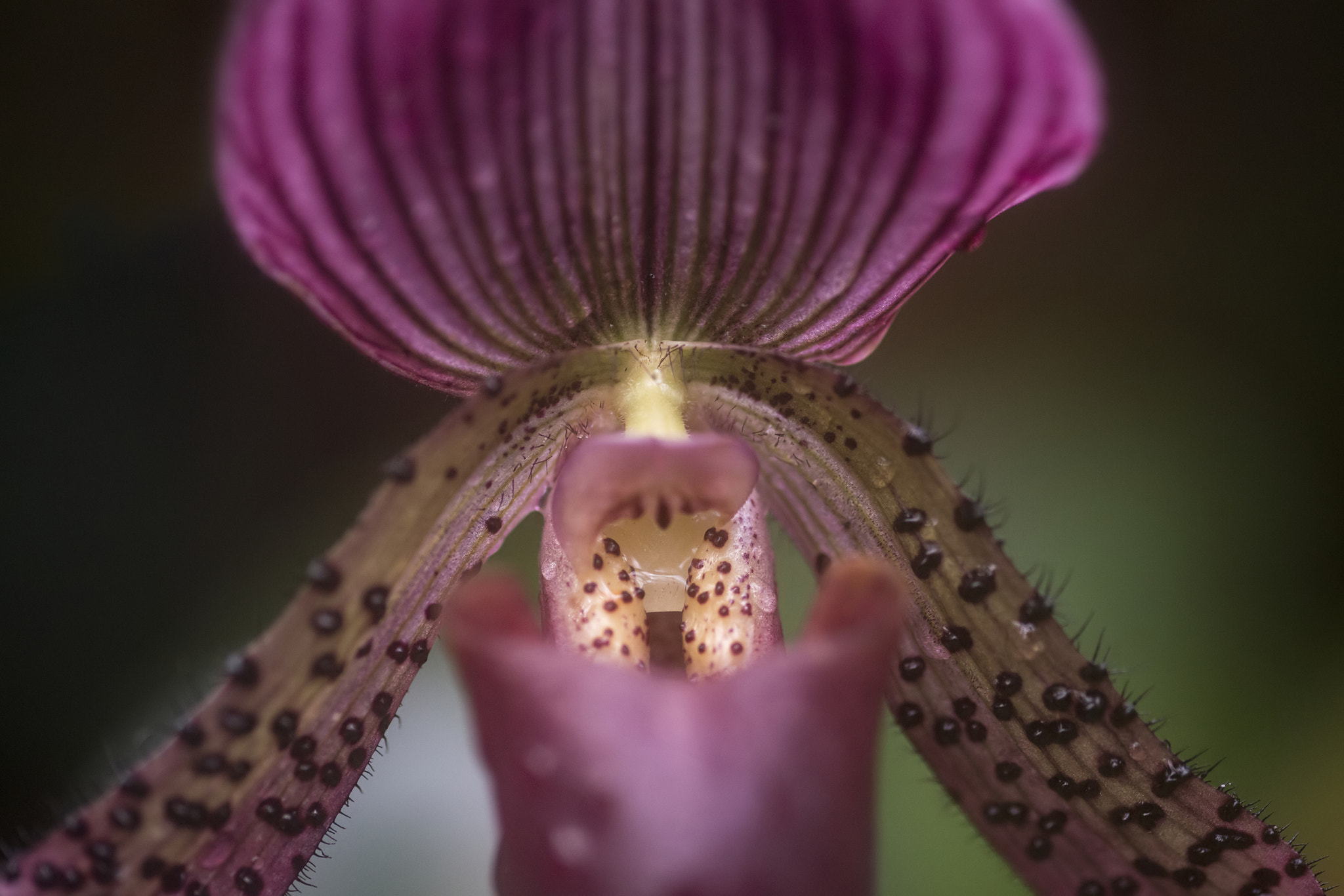 Nikon D800 + Sigma 105mm F2.8 EX DG Macro sample photo. Stunning venus slipper orchid flower paphiopadilum in full bloom photography